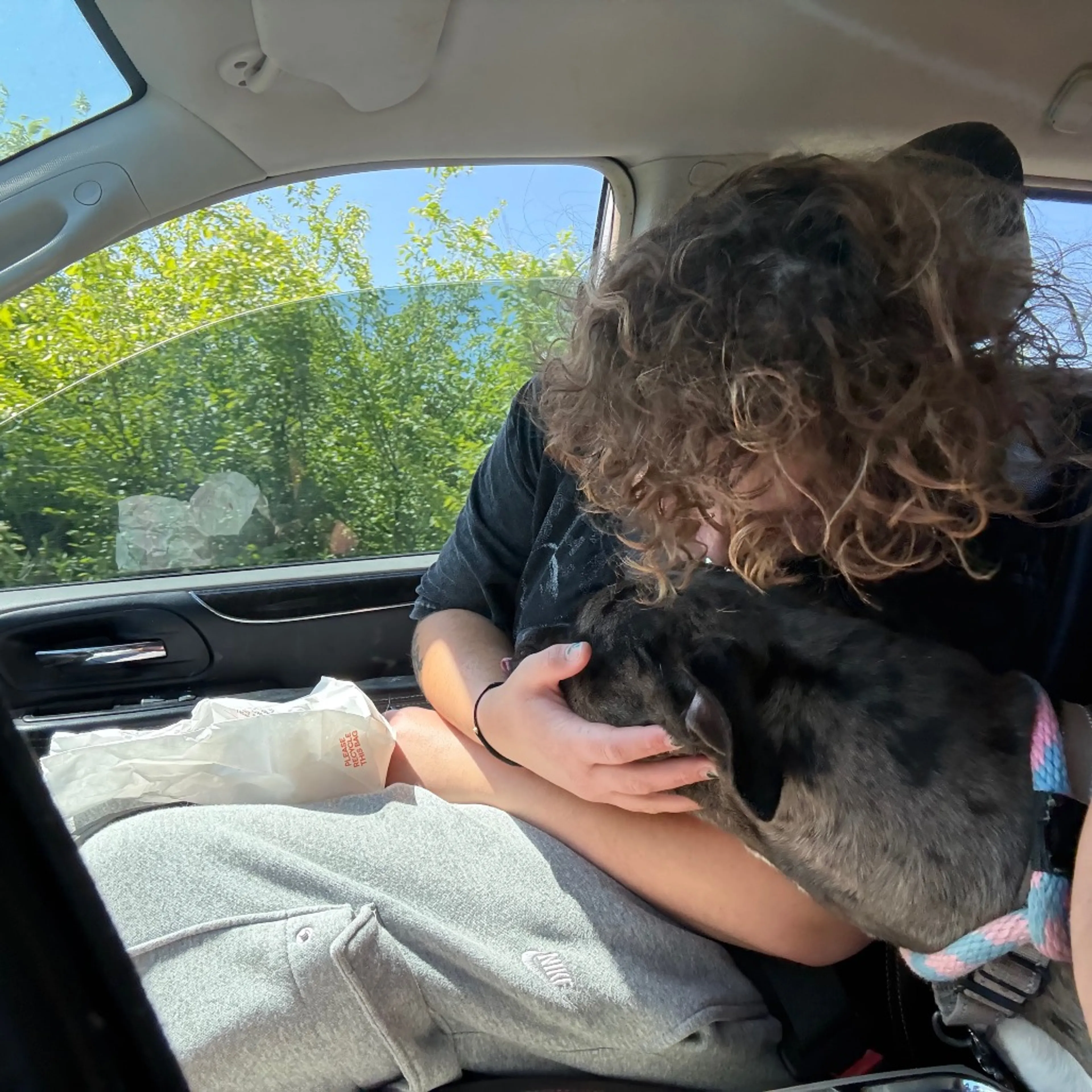 Found pet-31