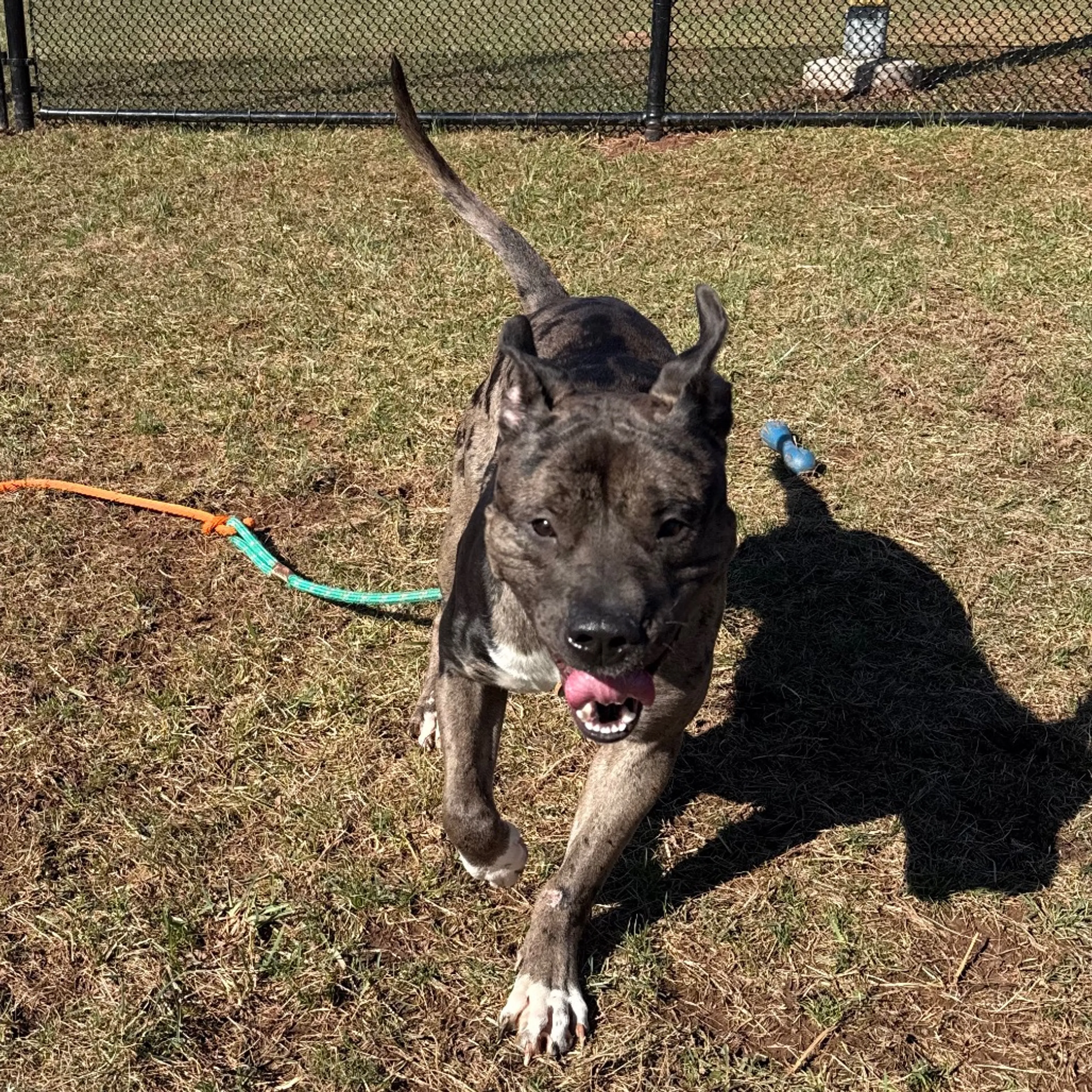 Found pet-8