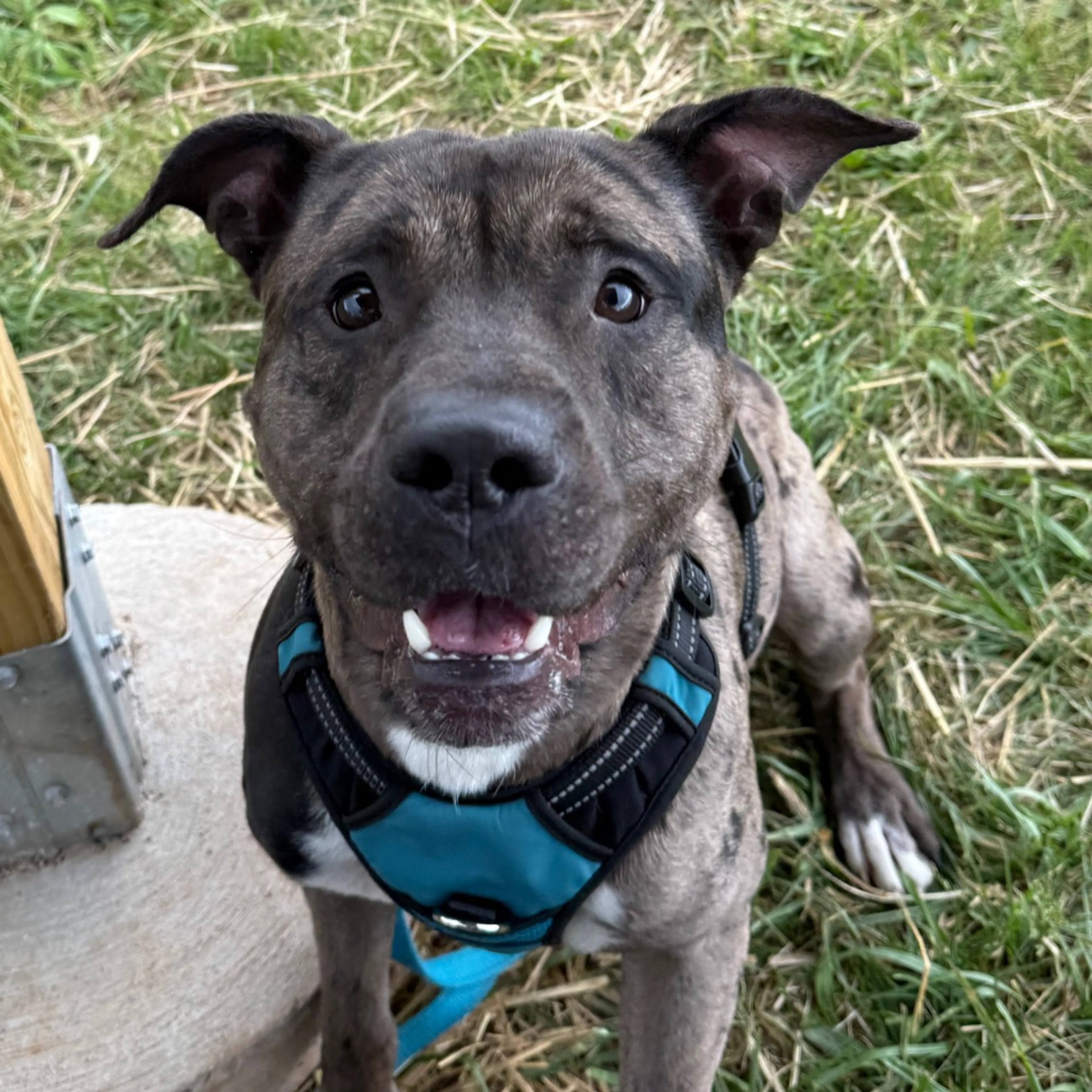 Found pet-34