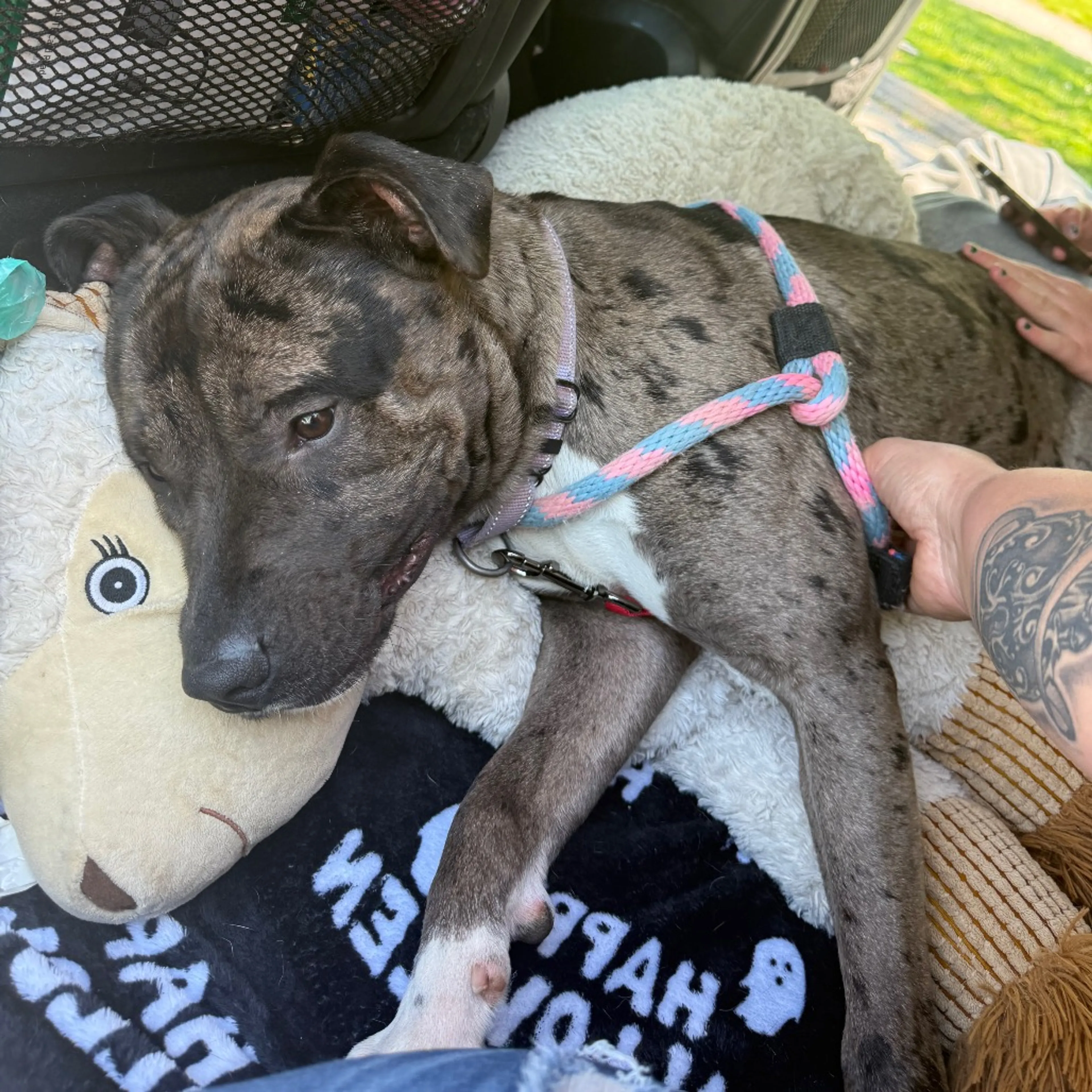 Found pet-23