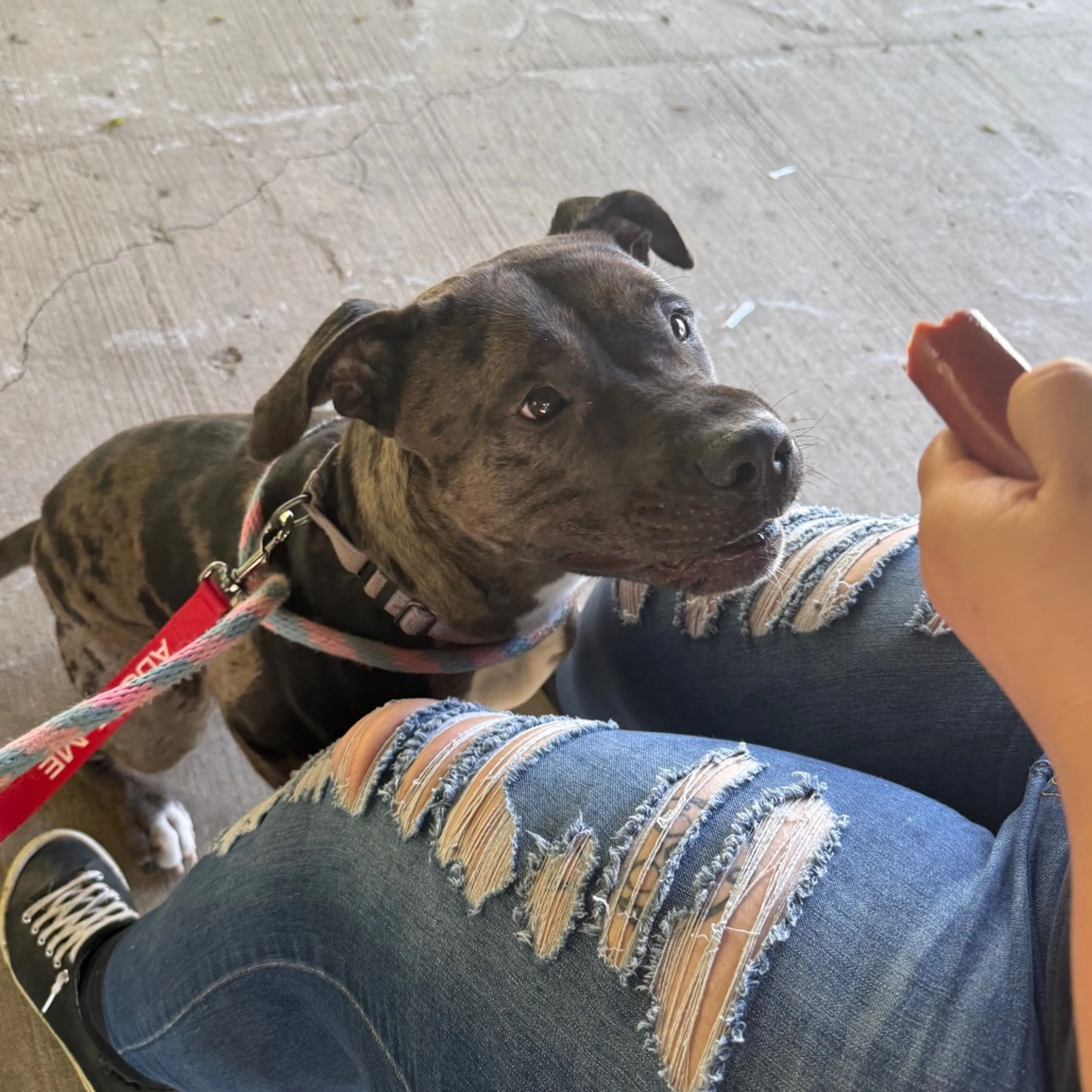 Found pet-20