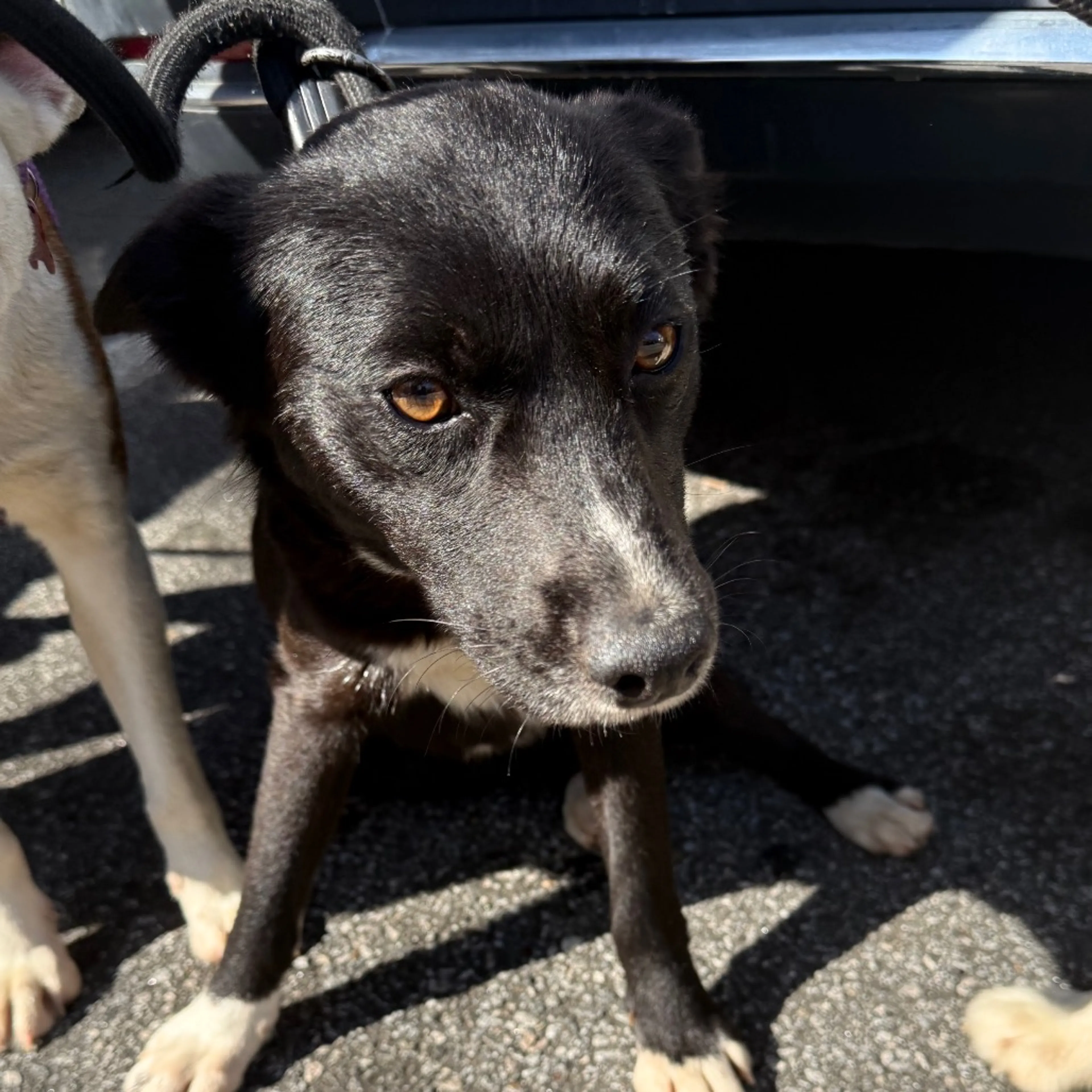 Found pet-1
