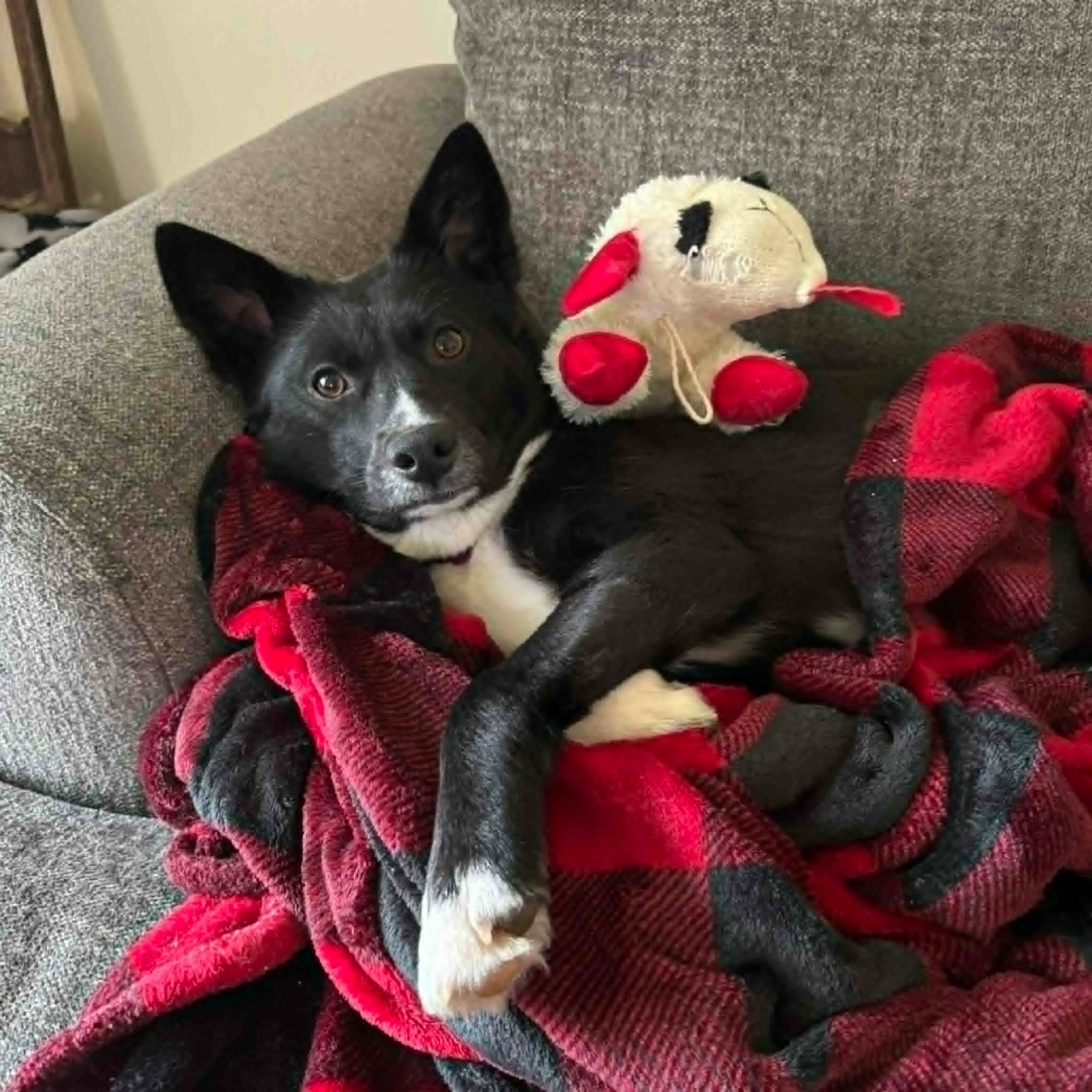 Found pet-0