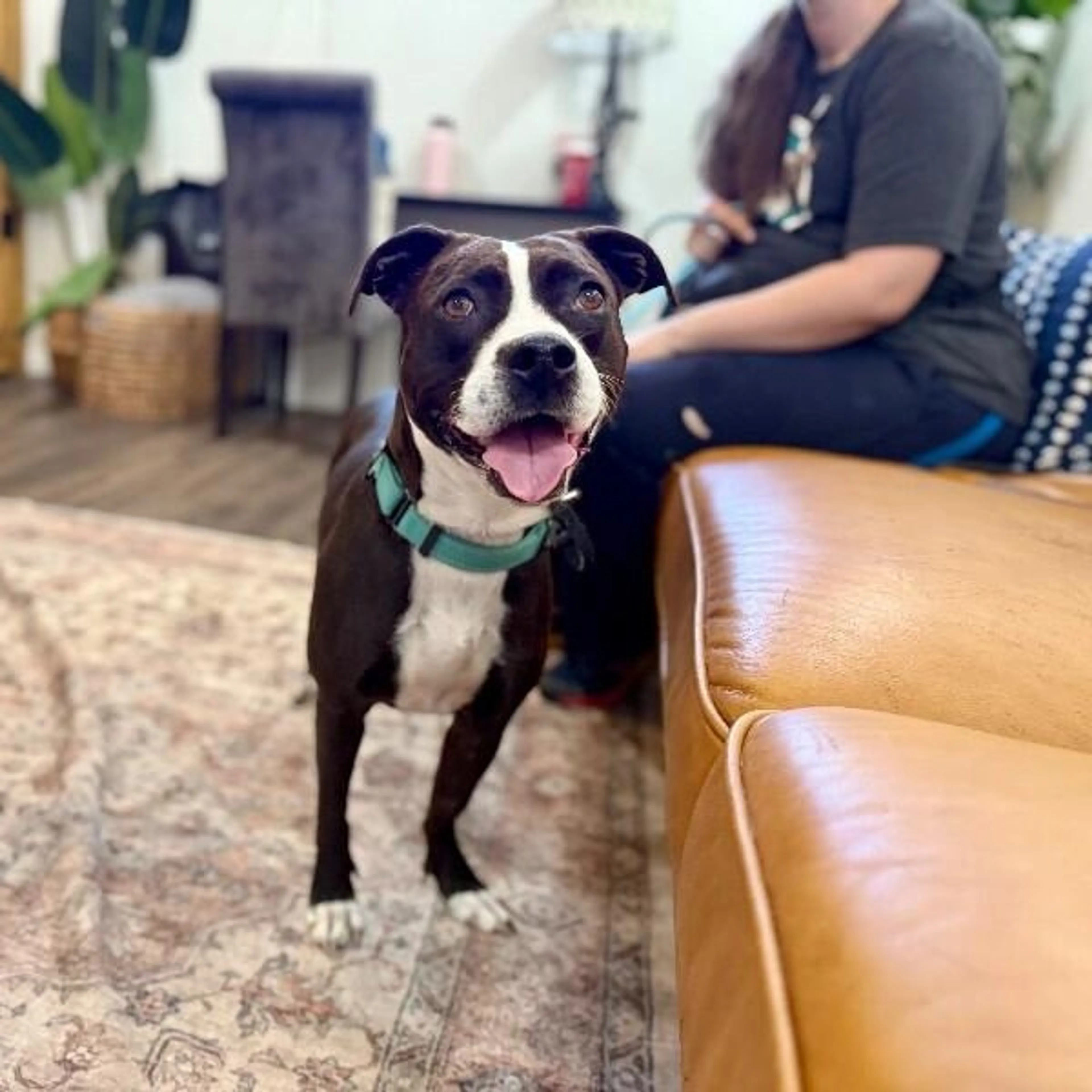Found pet-4