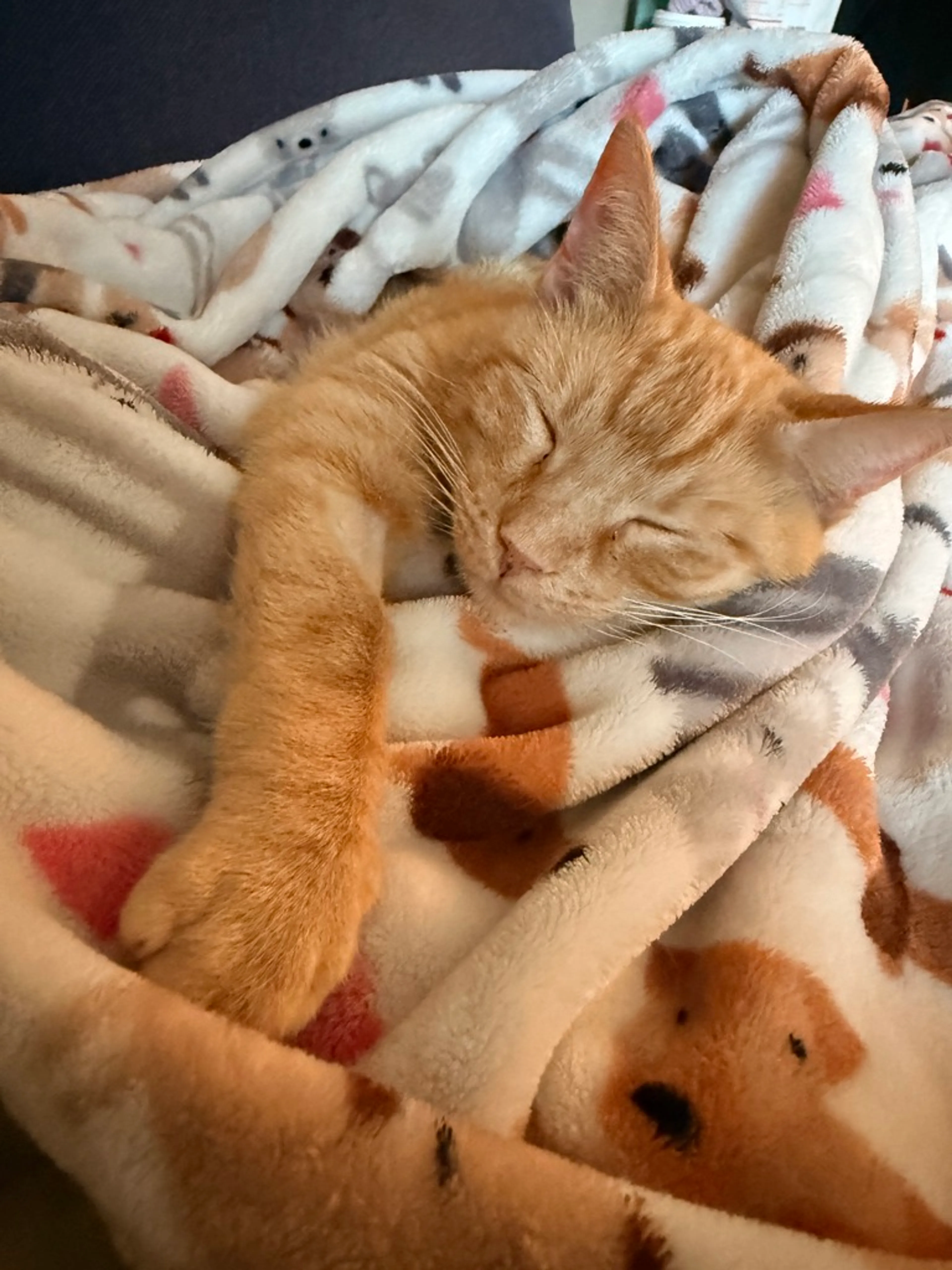Found pet-10