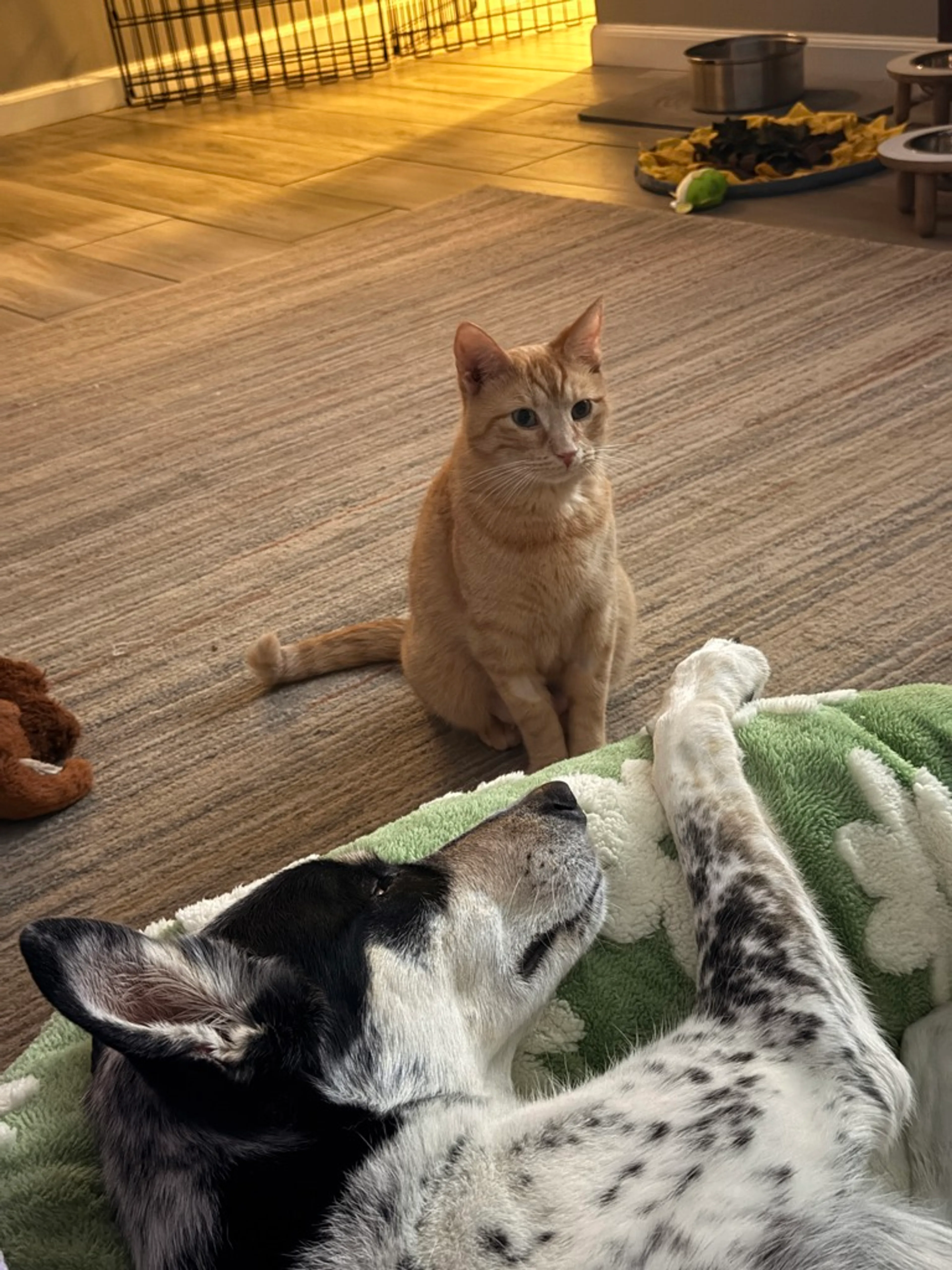 Found pet-7