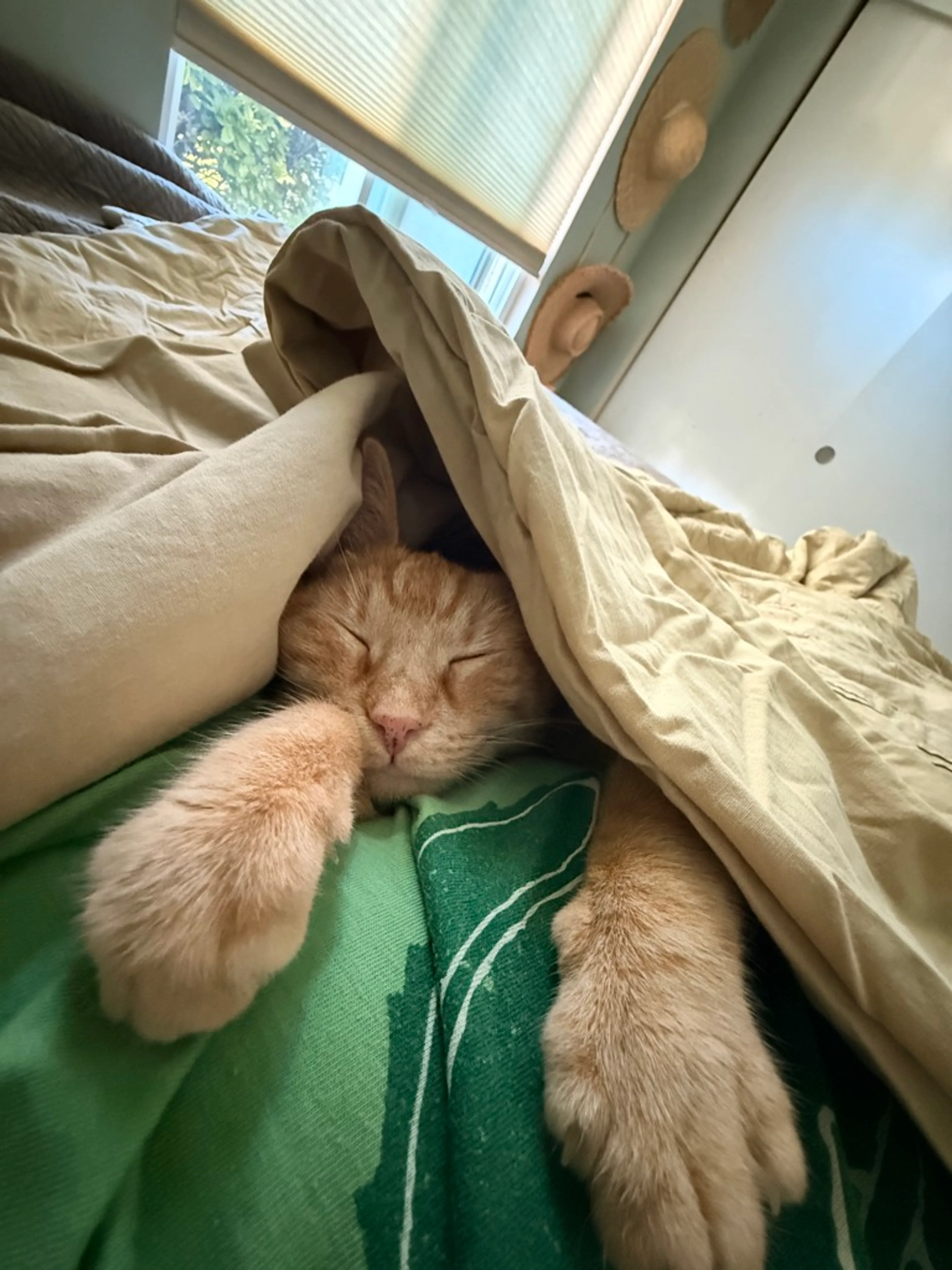Found pet-12