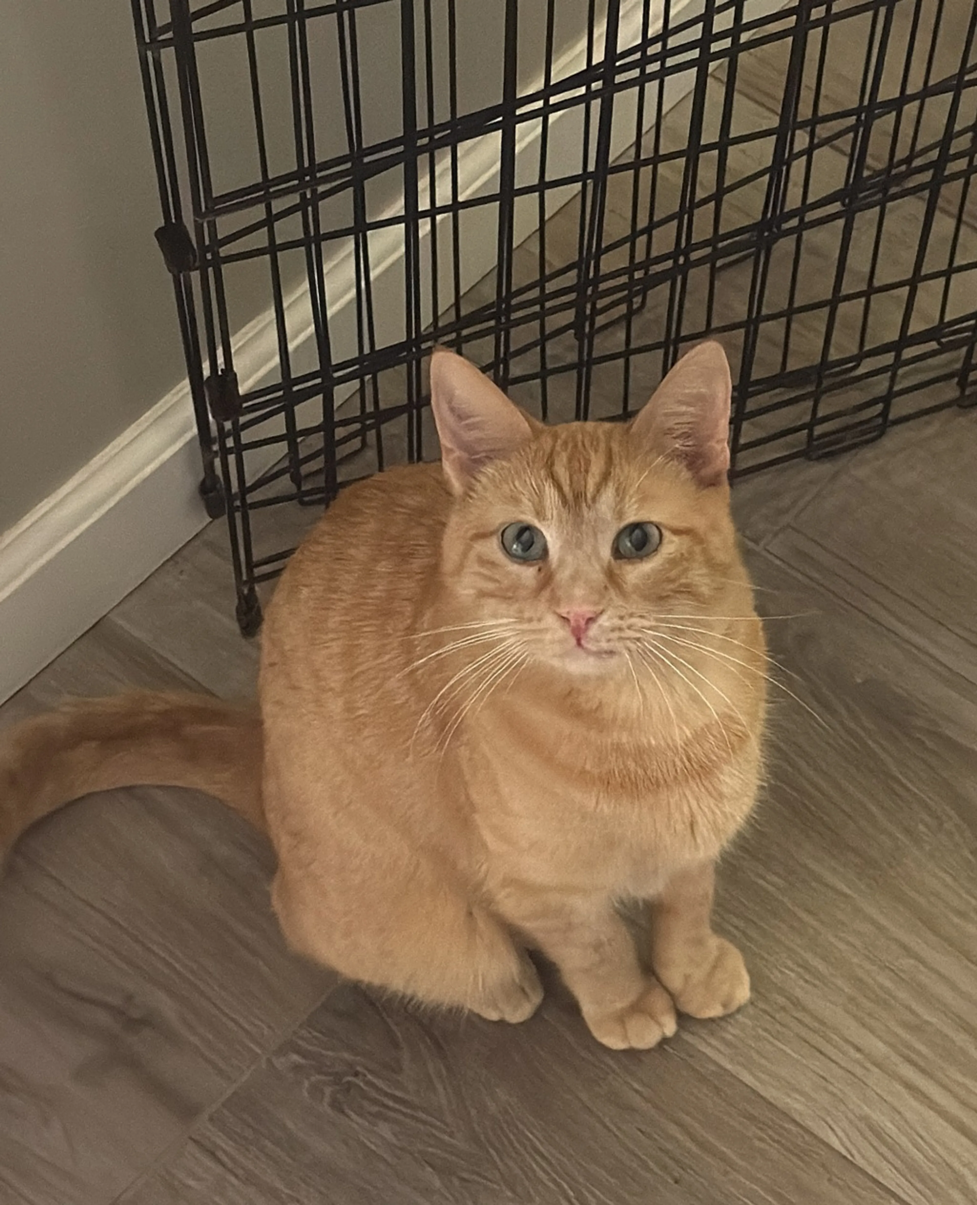 Found pet-3