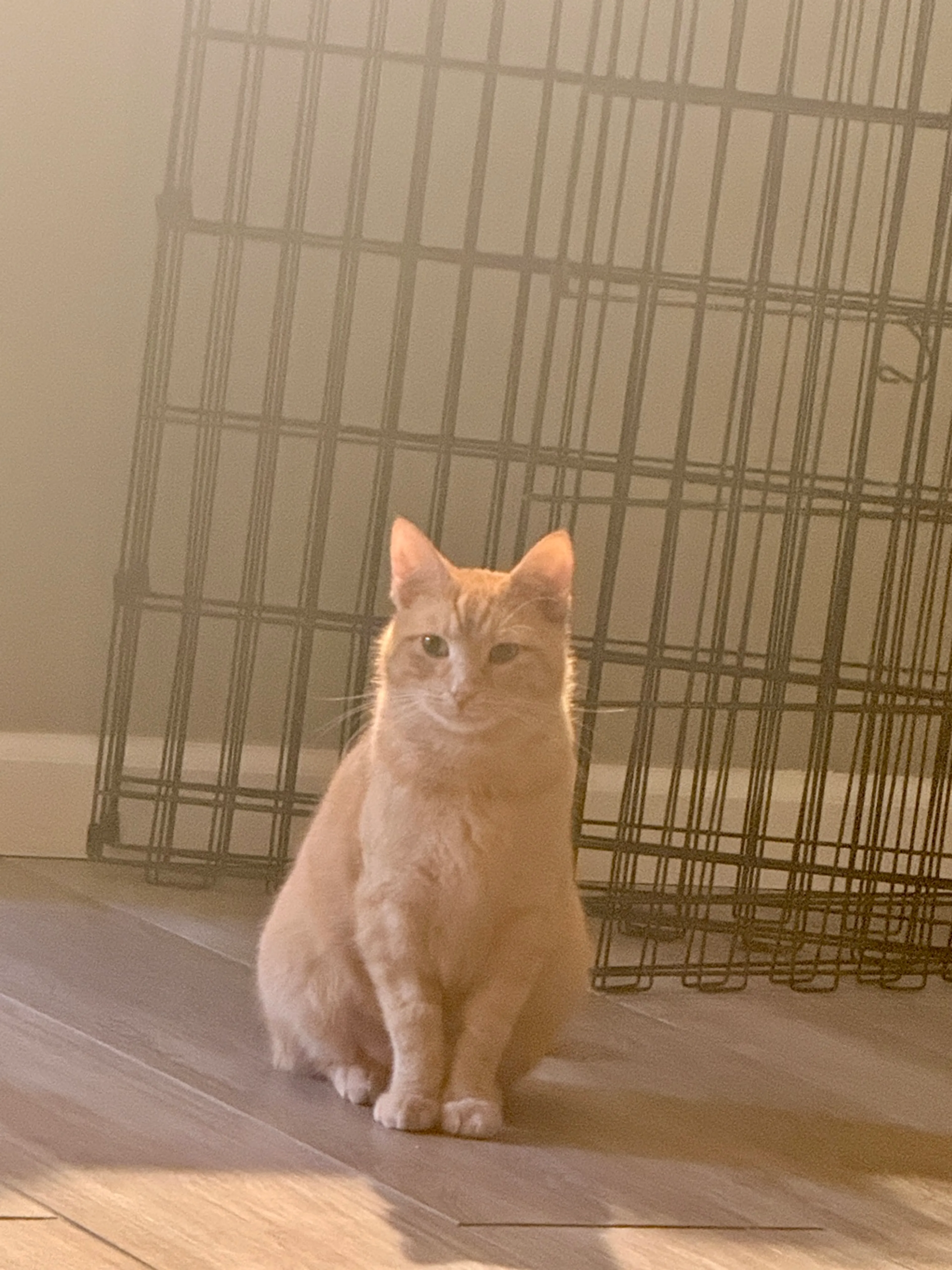 Found pet-6