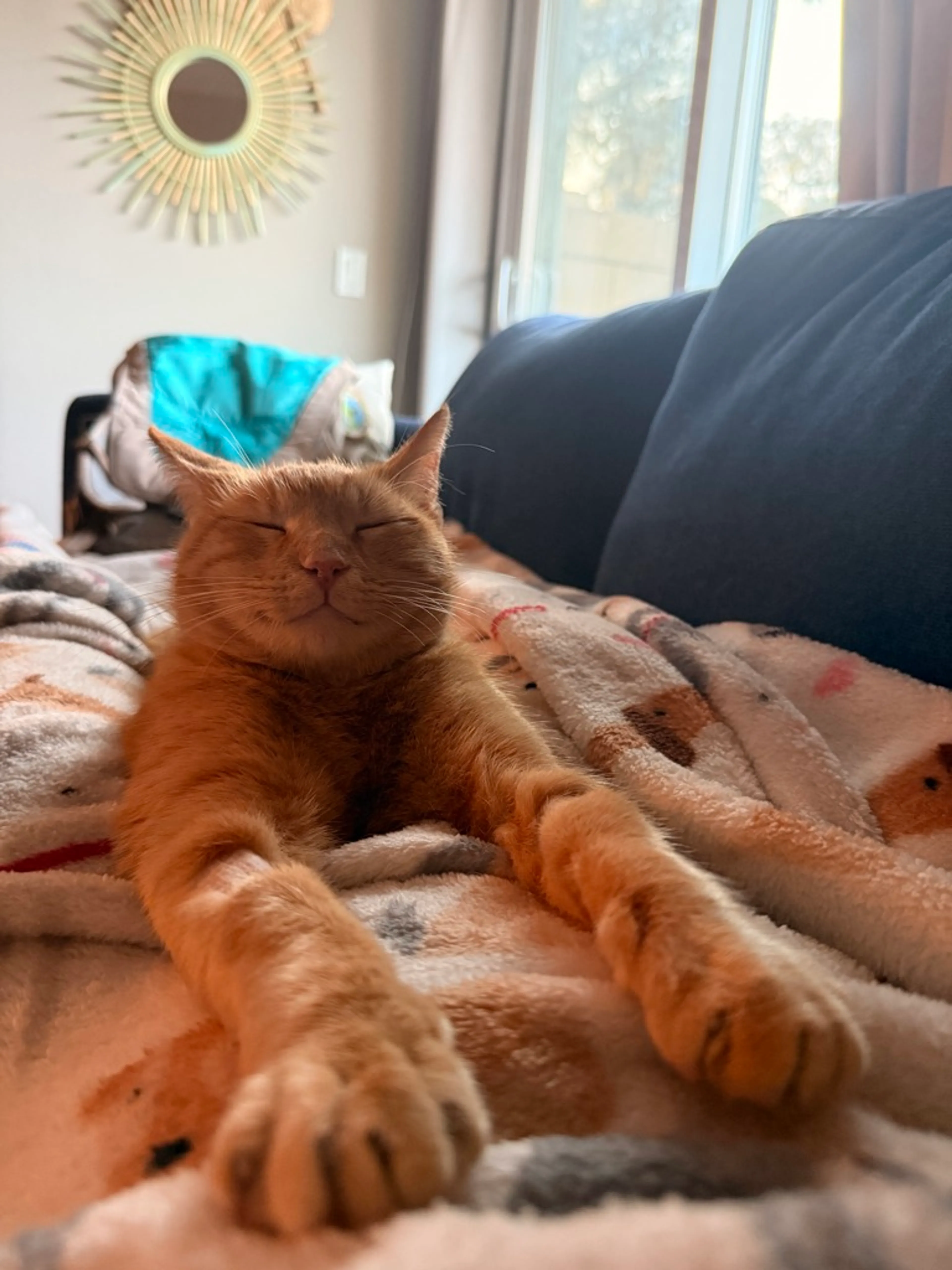 Found pet-2
