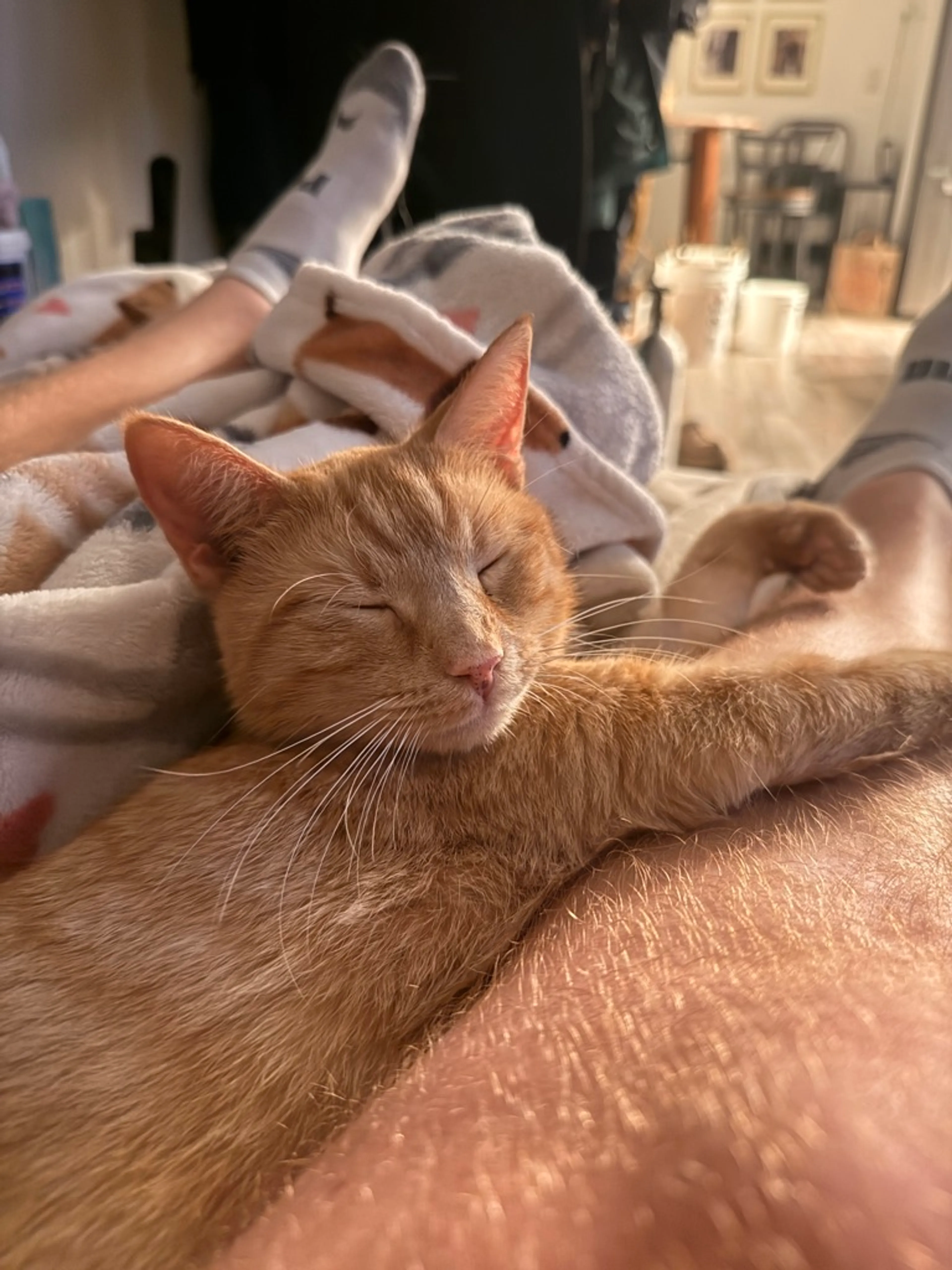 Found pet-9