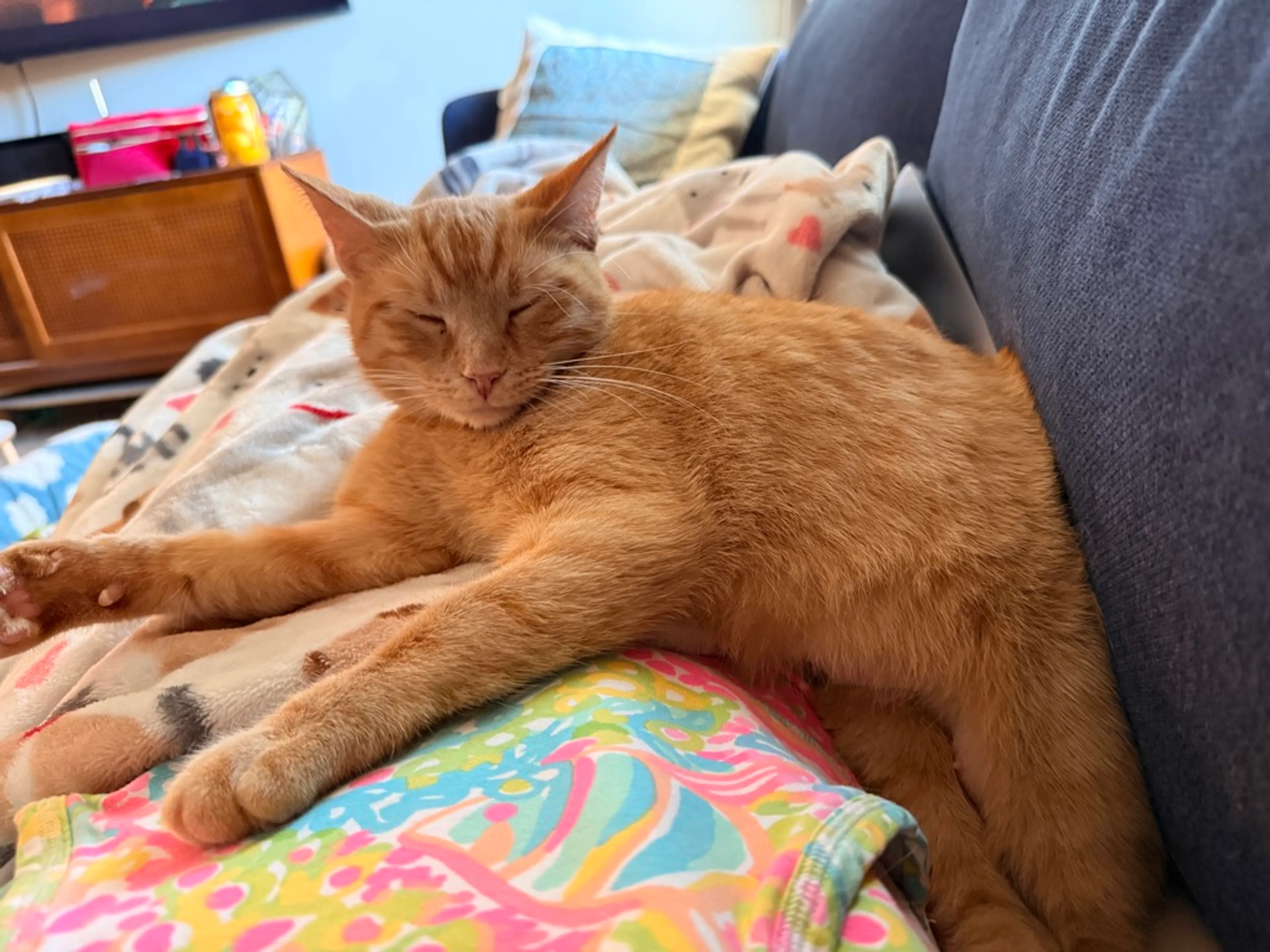 Found pet-5