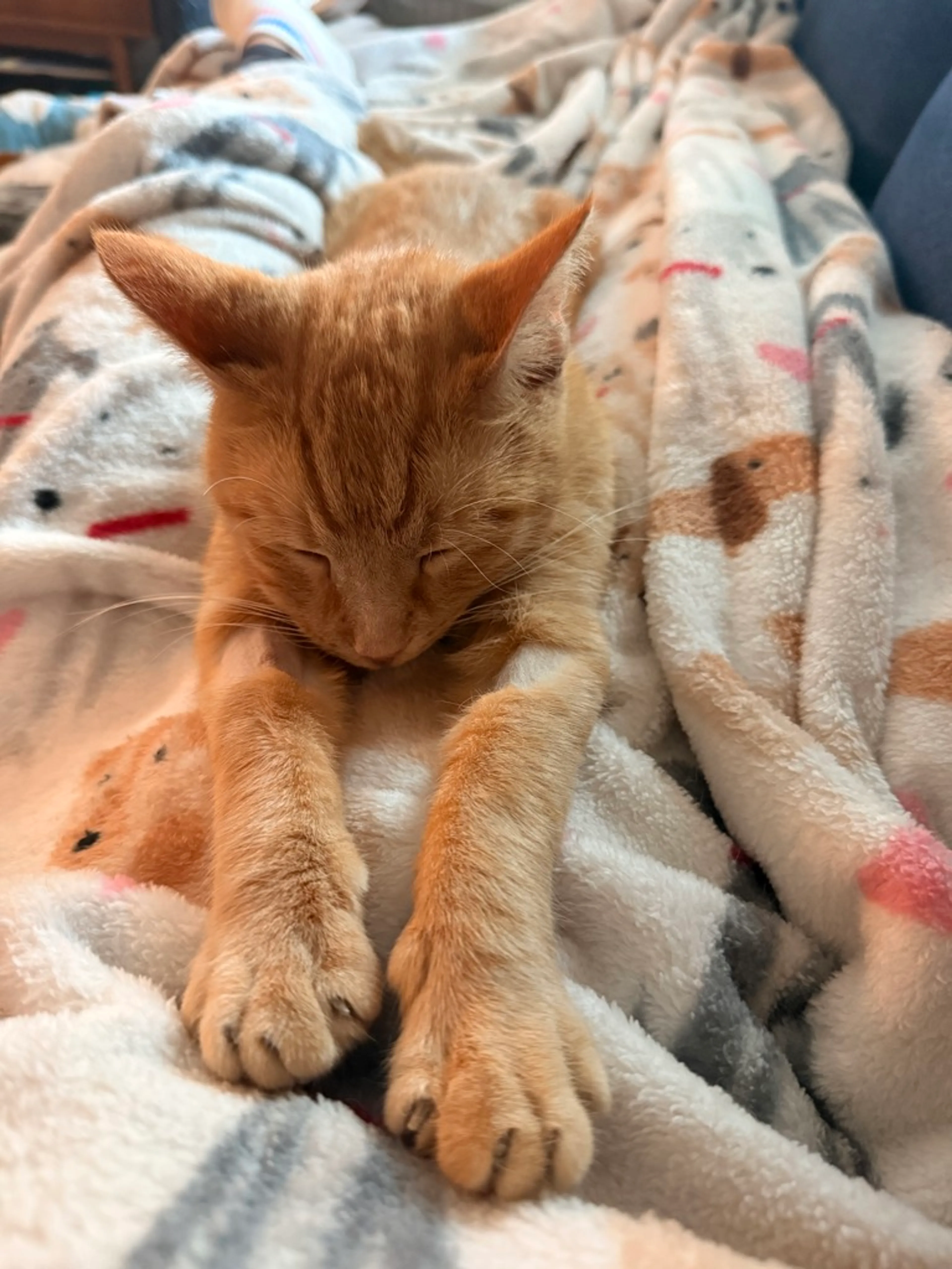 Found pet-1