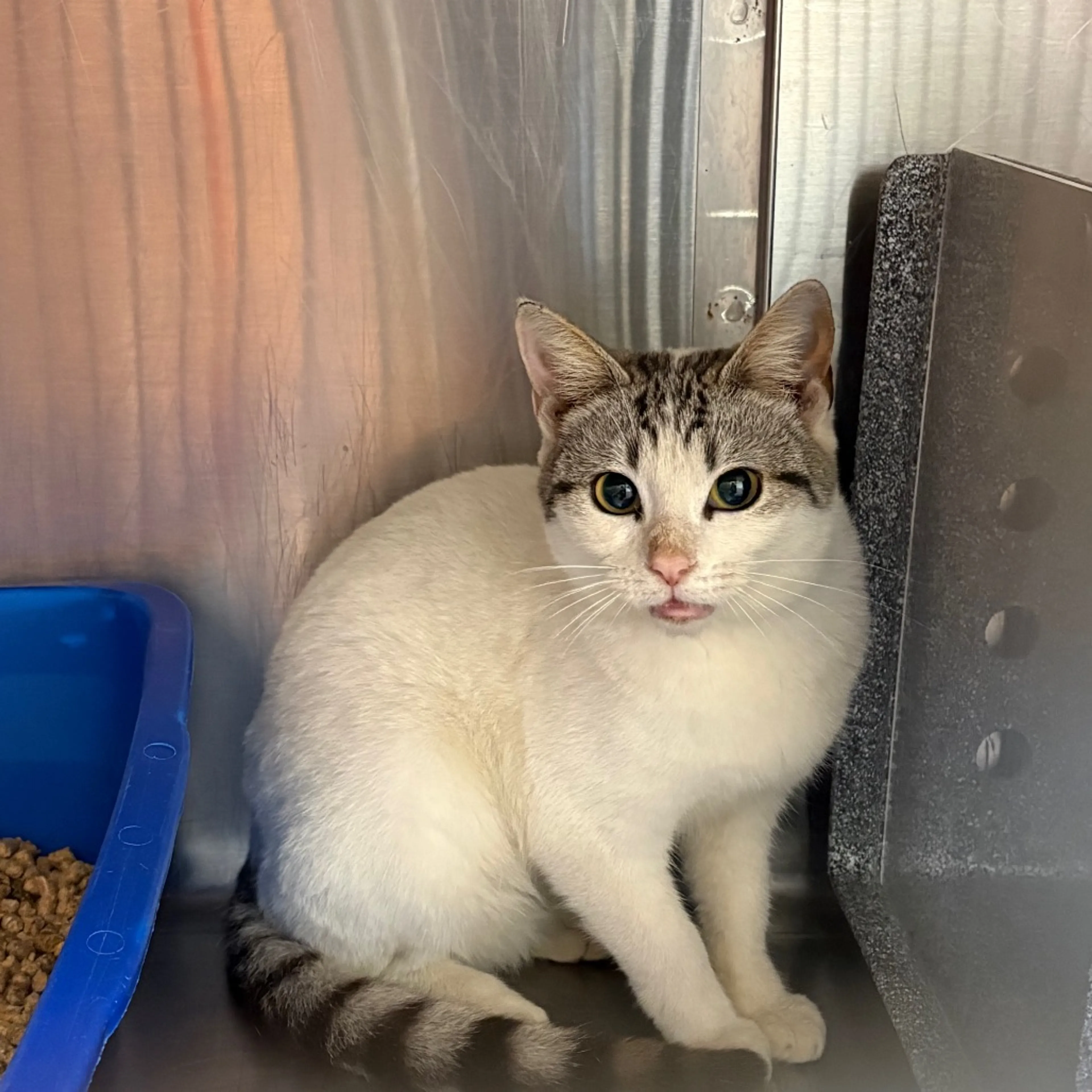 Found pet-1