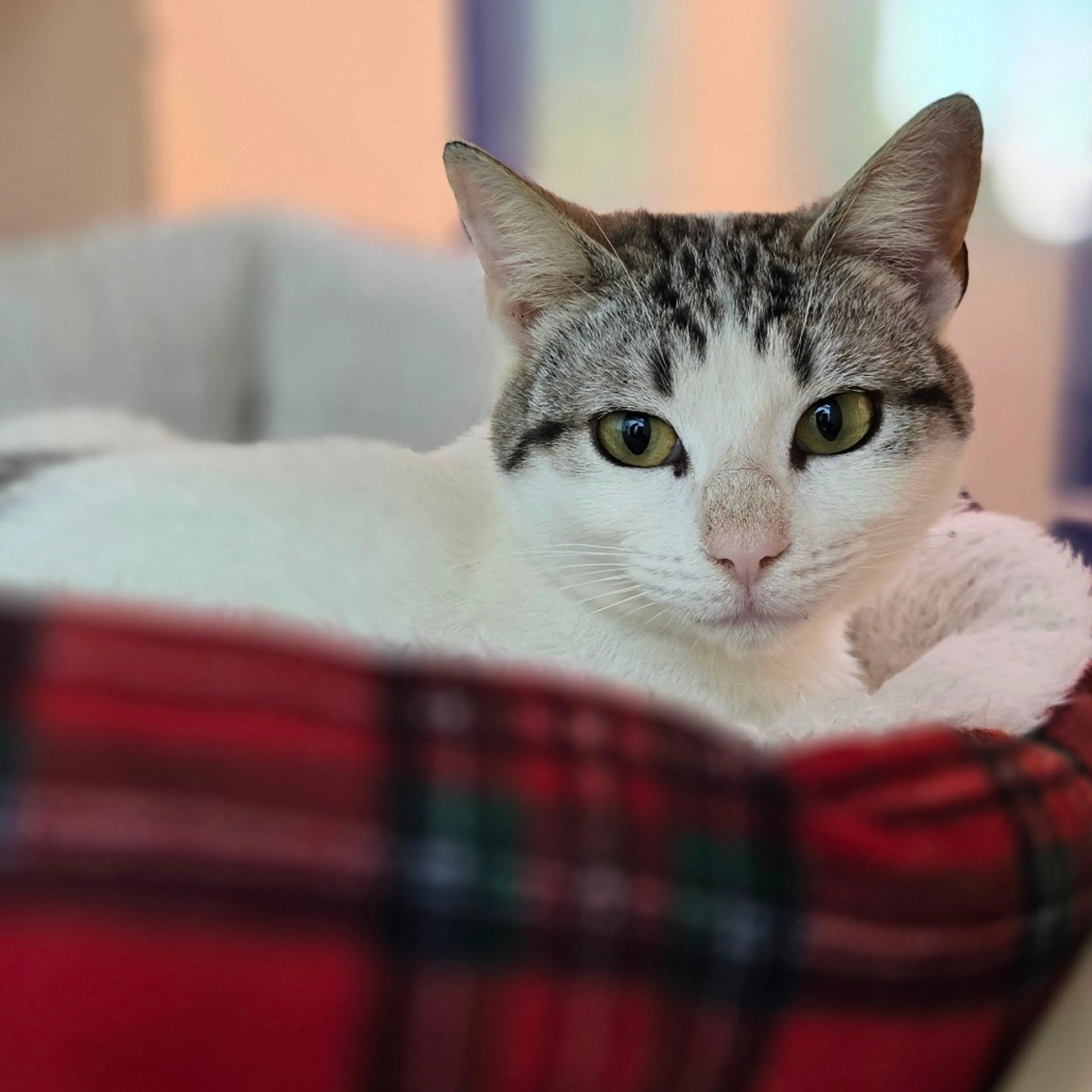 Found pet-2