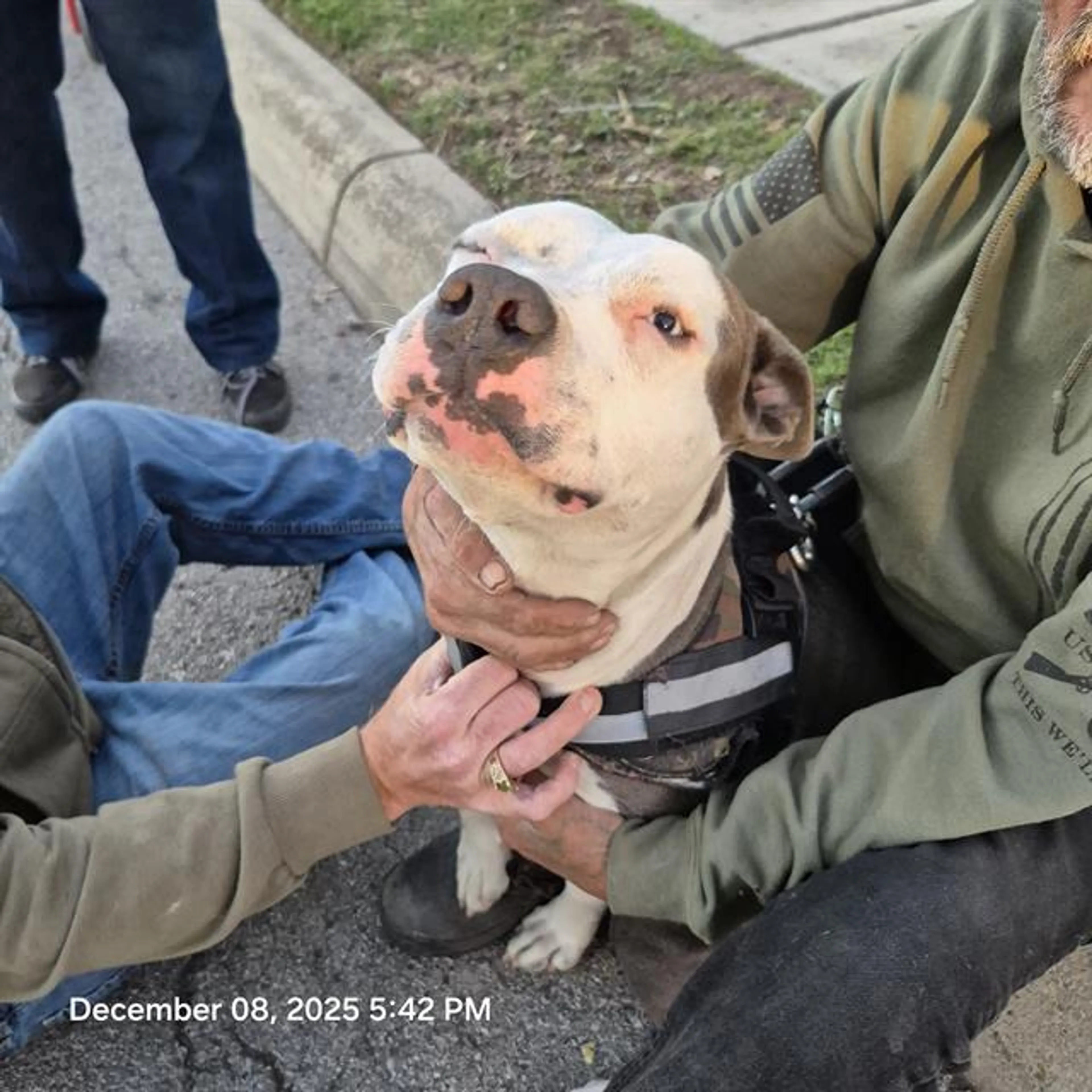 Found pet