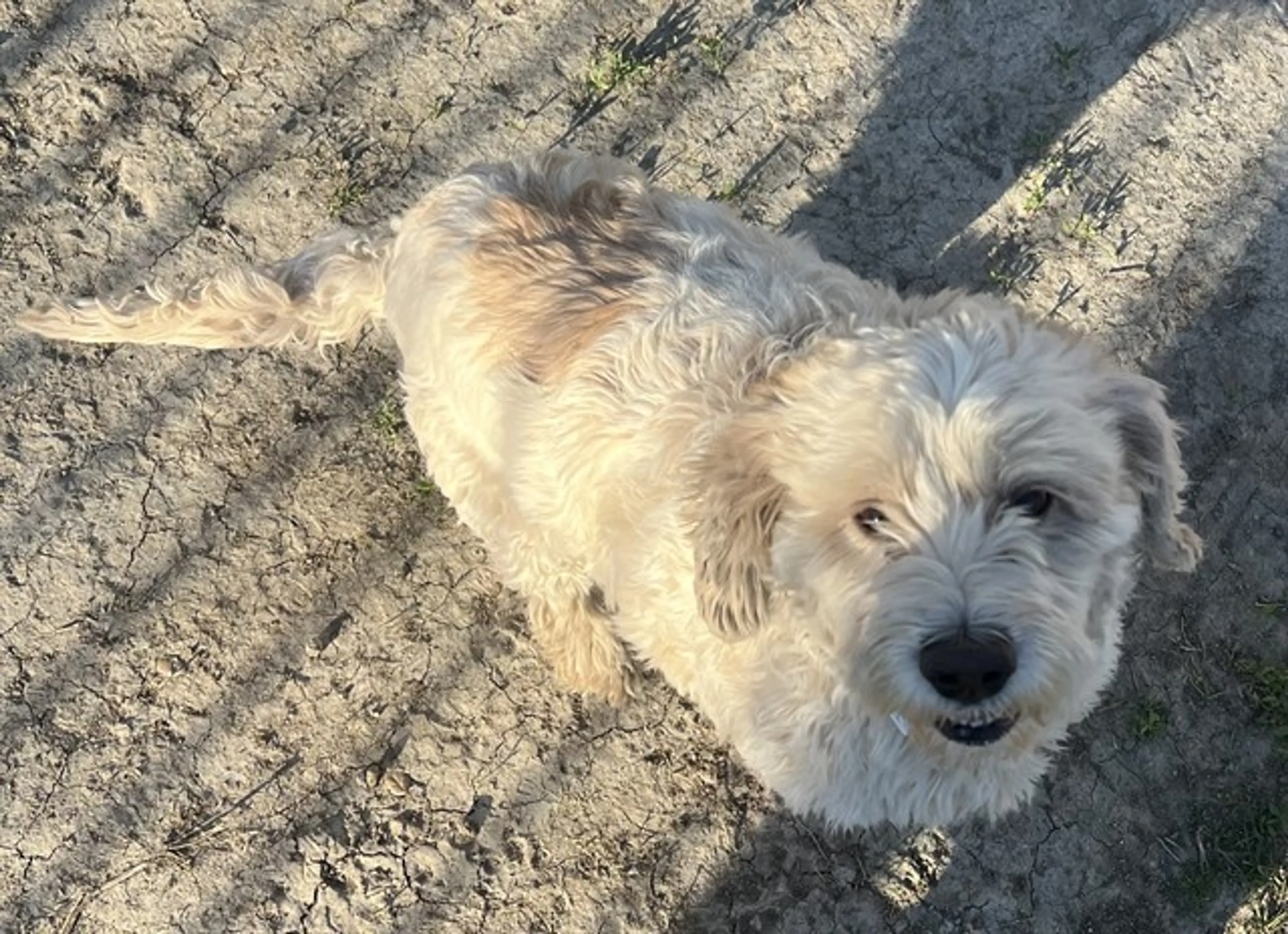 Found pet