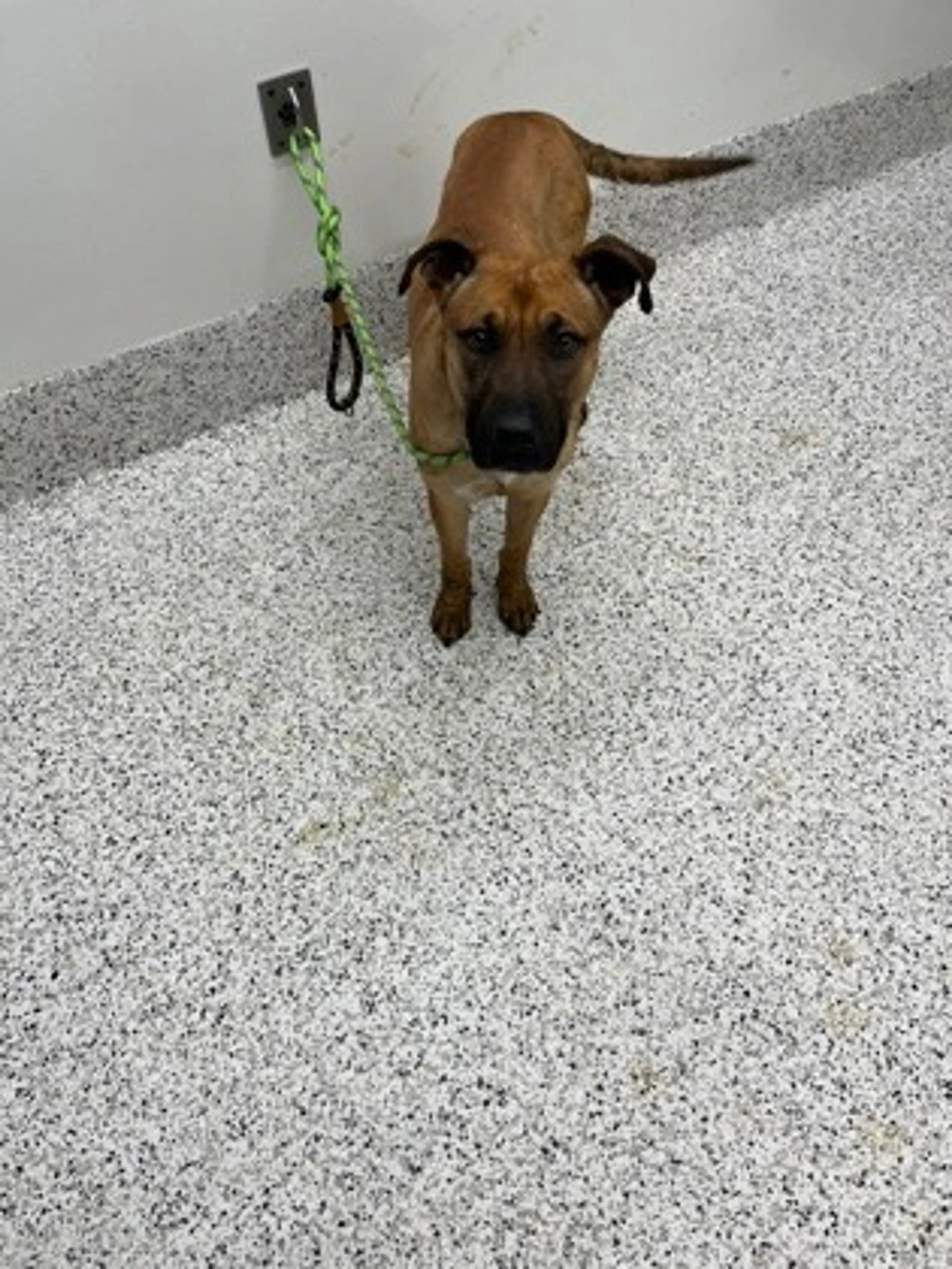 Found pet