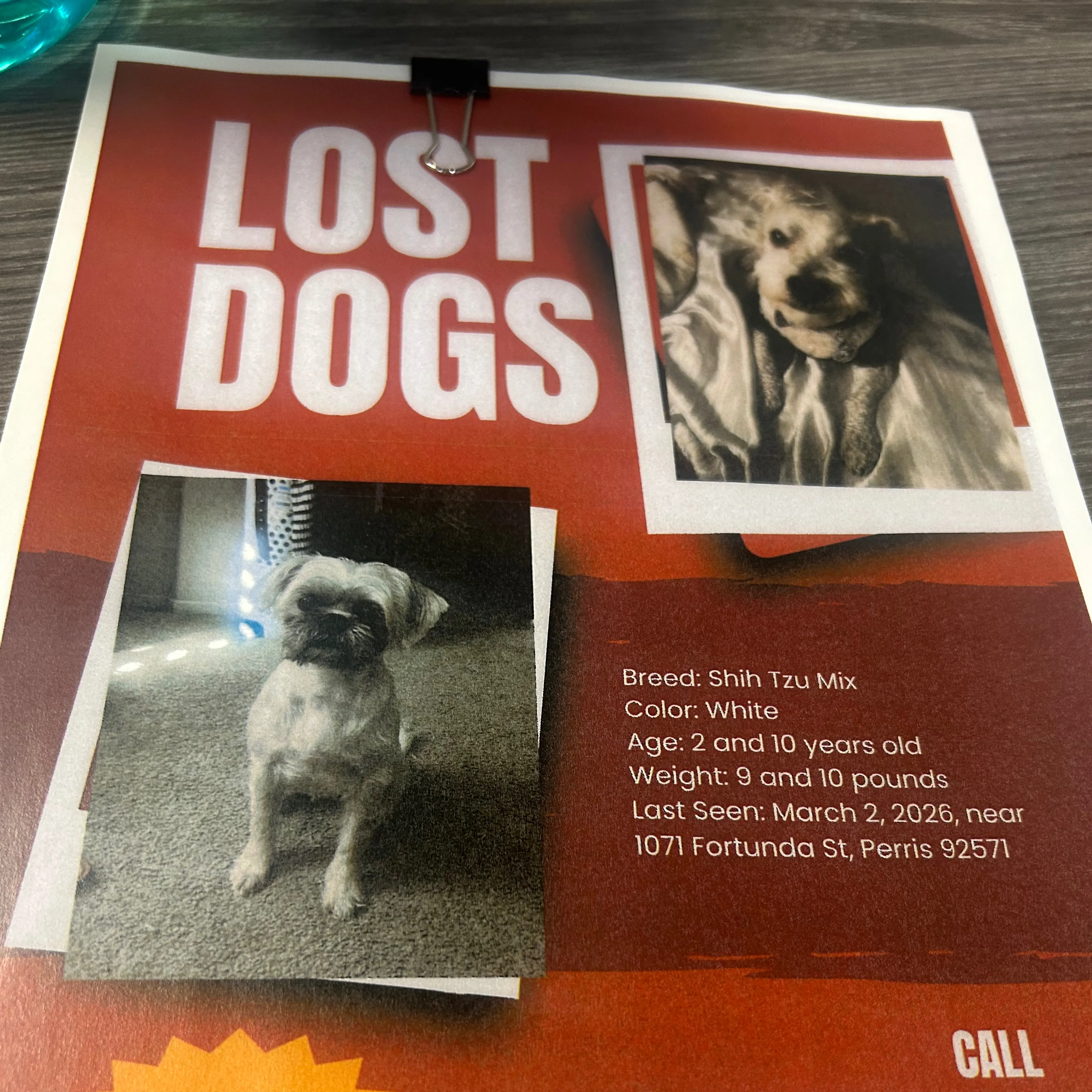 Lost pet-1