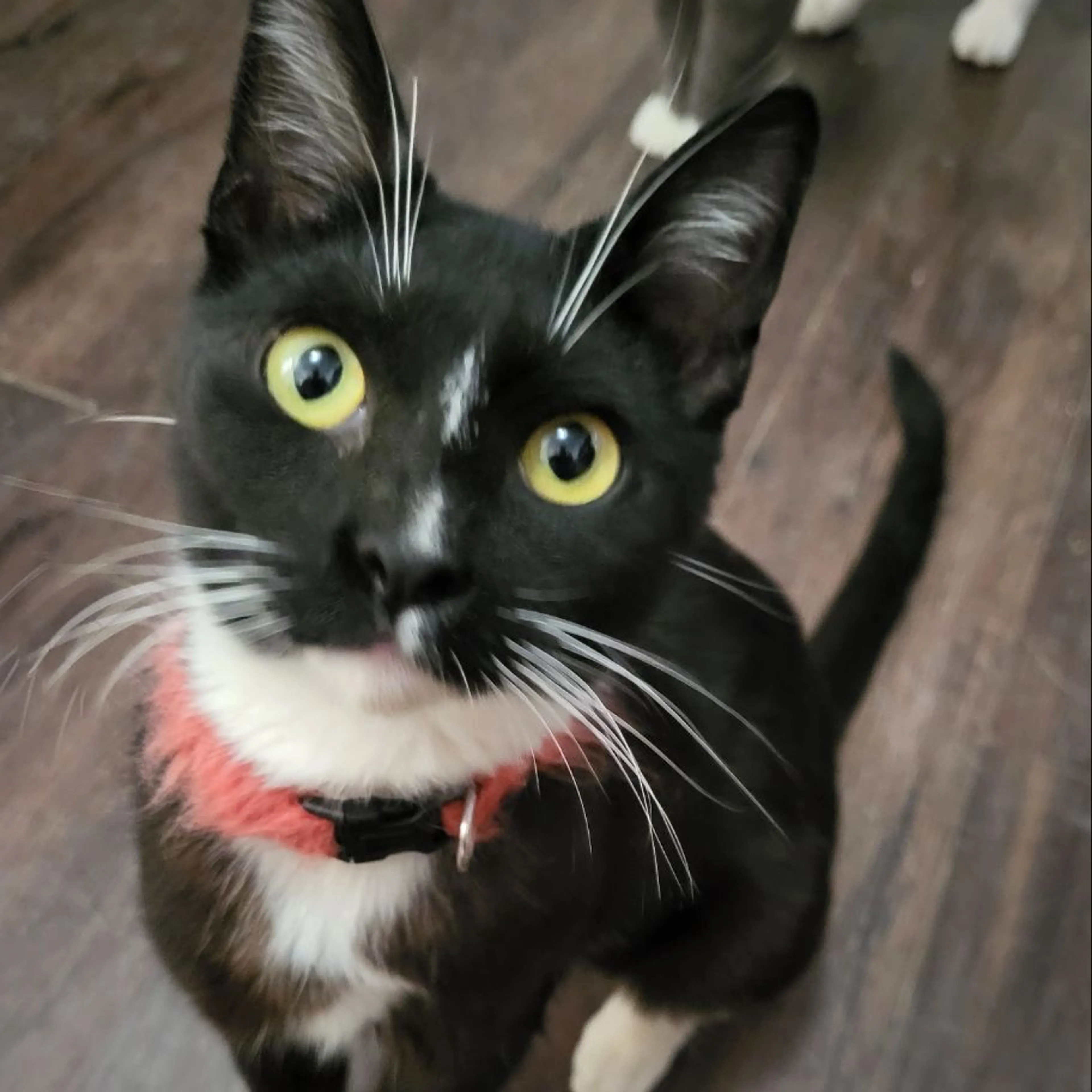 Lost pet