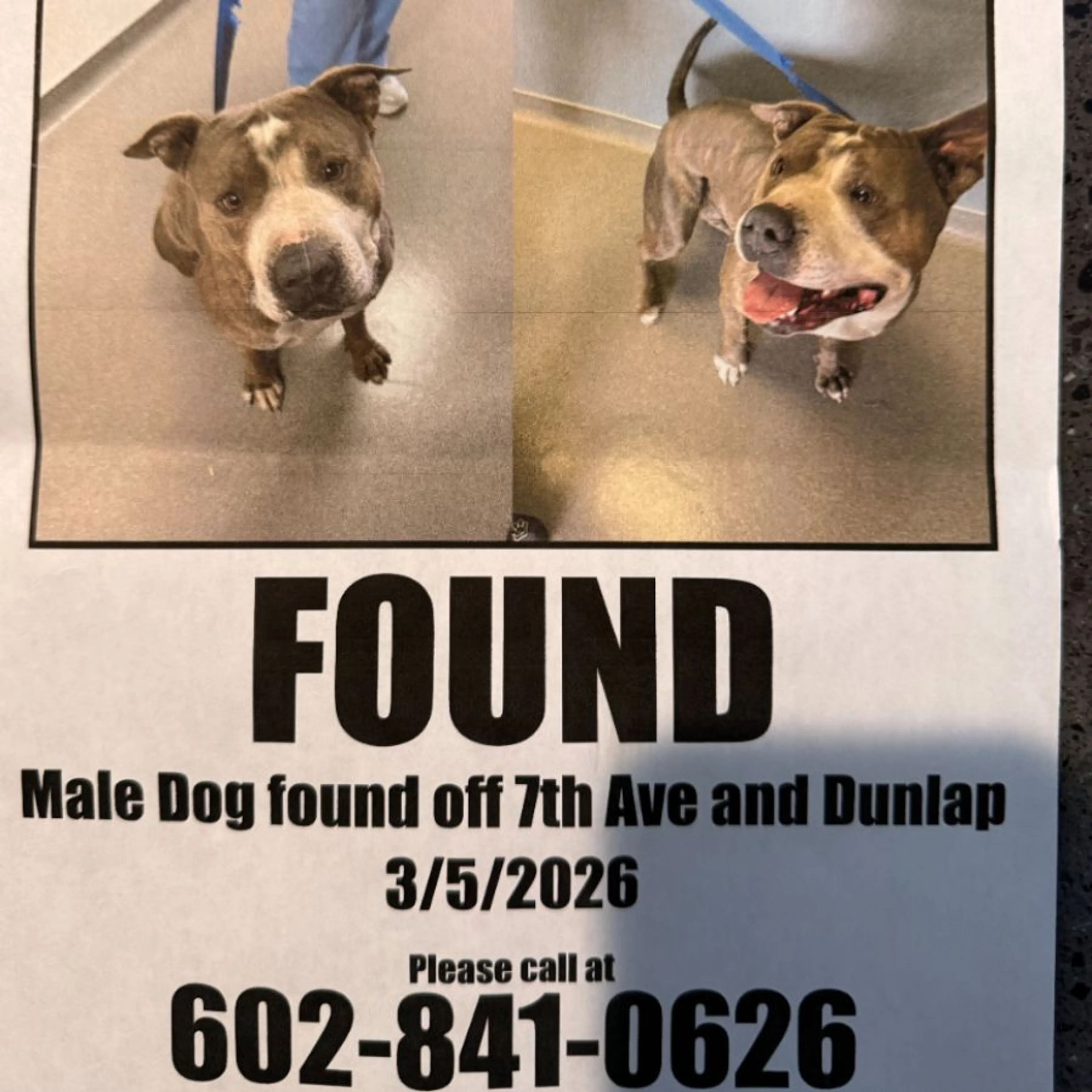 Found pet