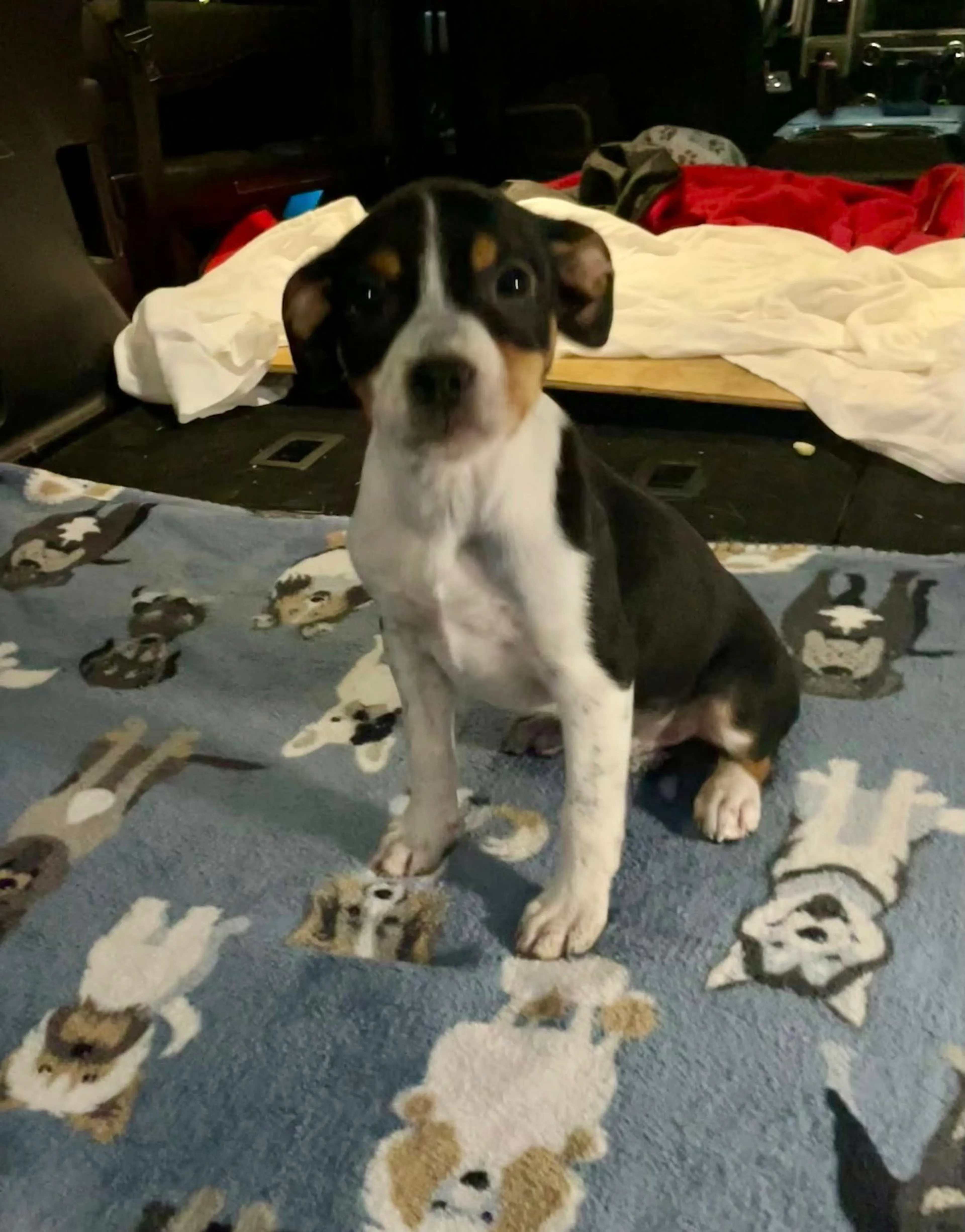 Found pet-1