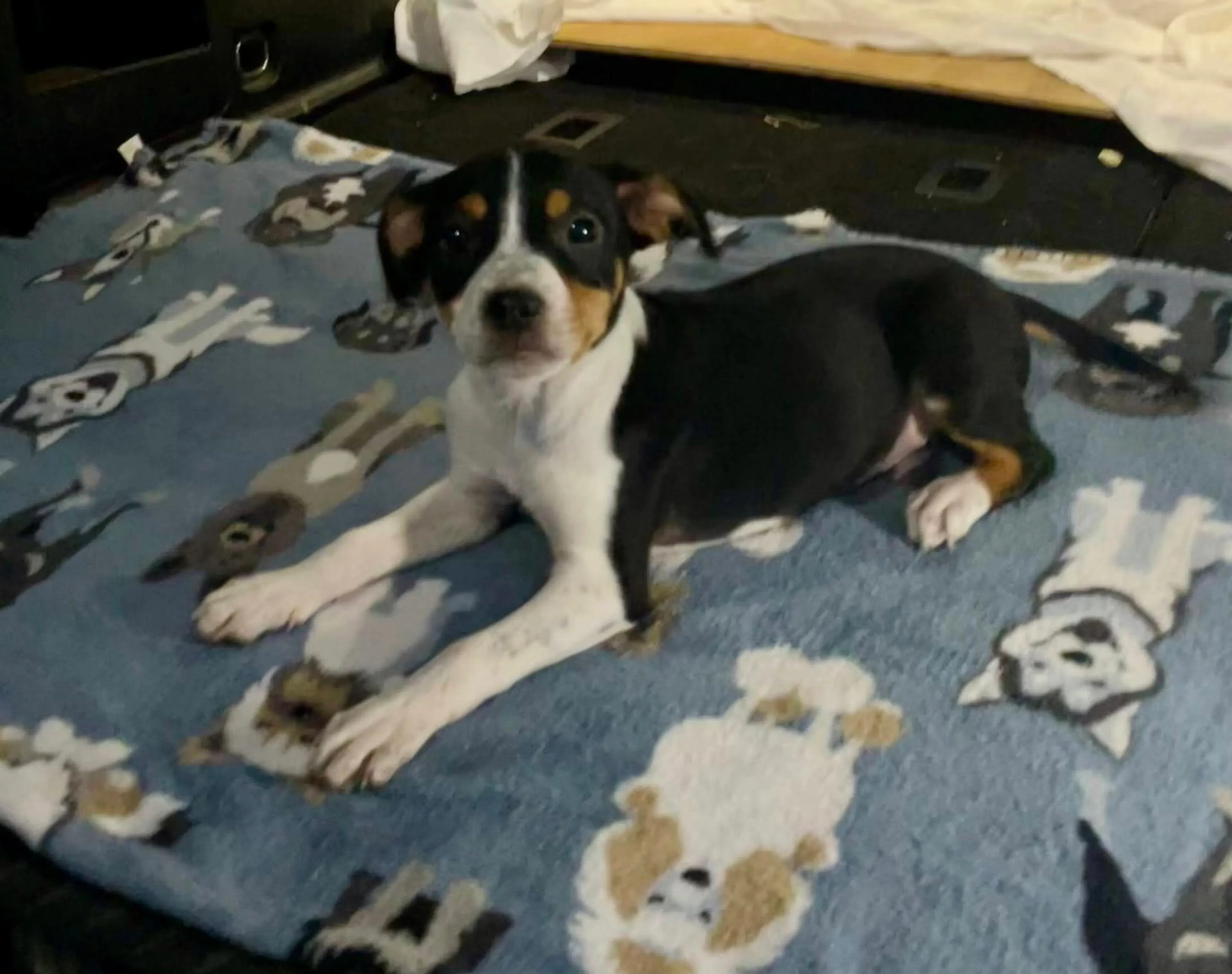 Found pet-2