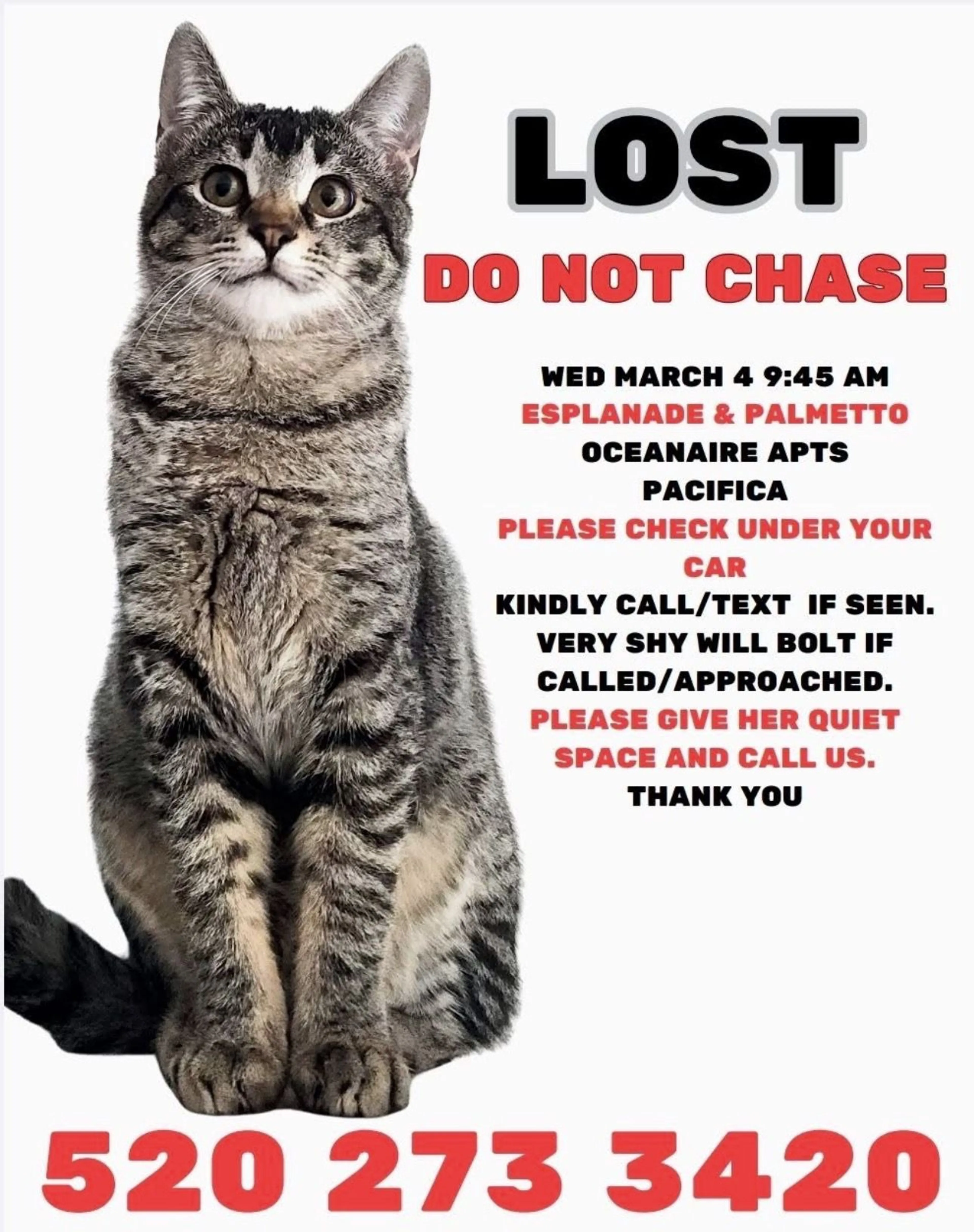 Lost pet