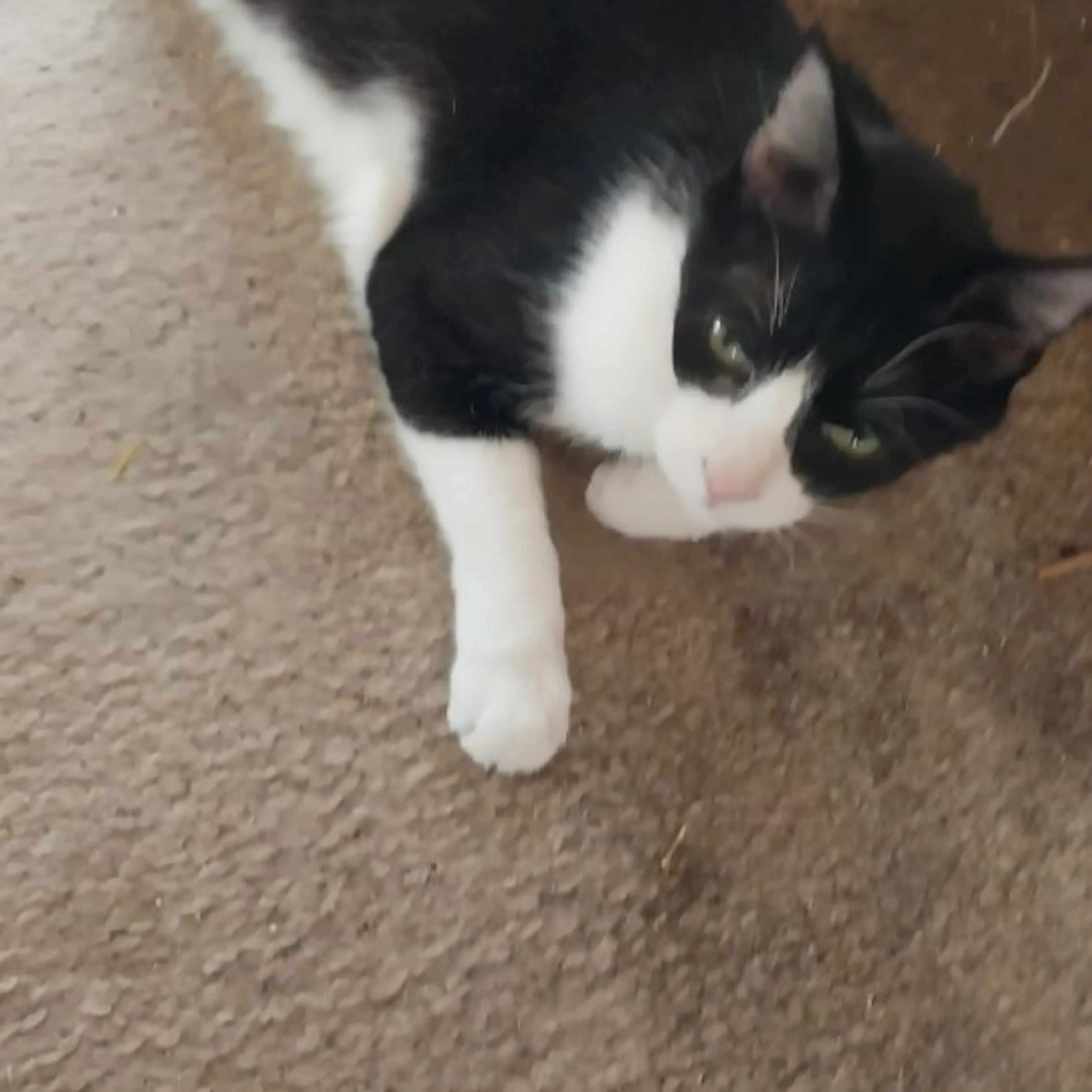 Lost pet-0