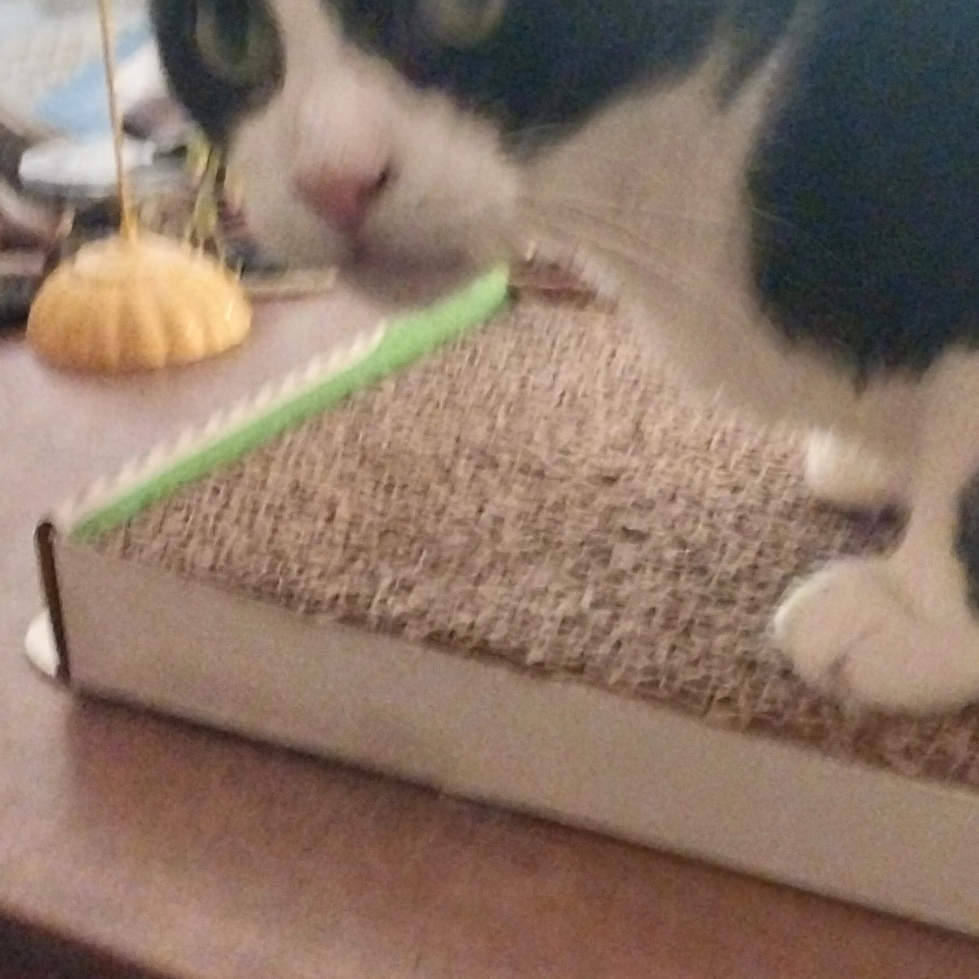 Lost pet-1