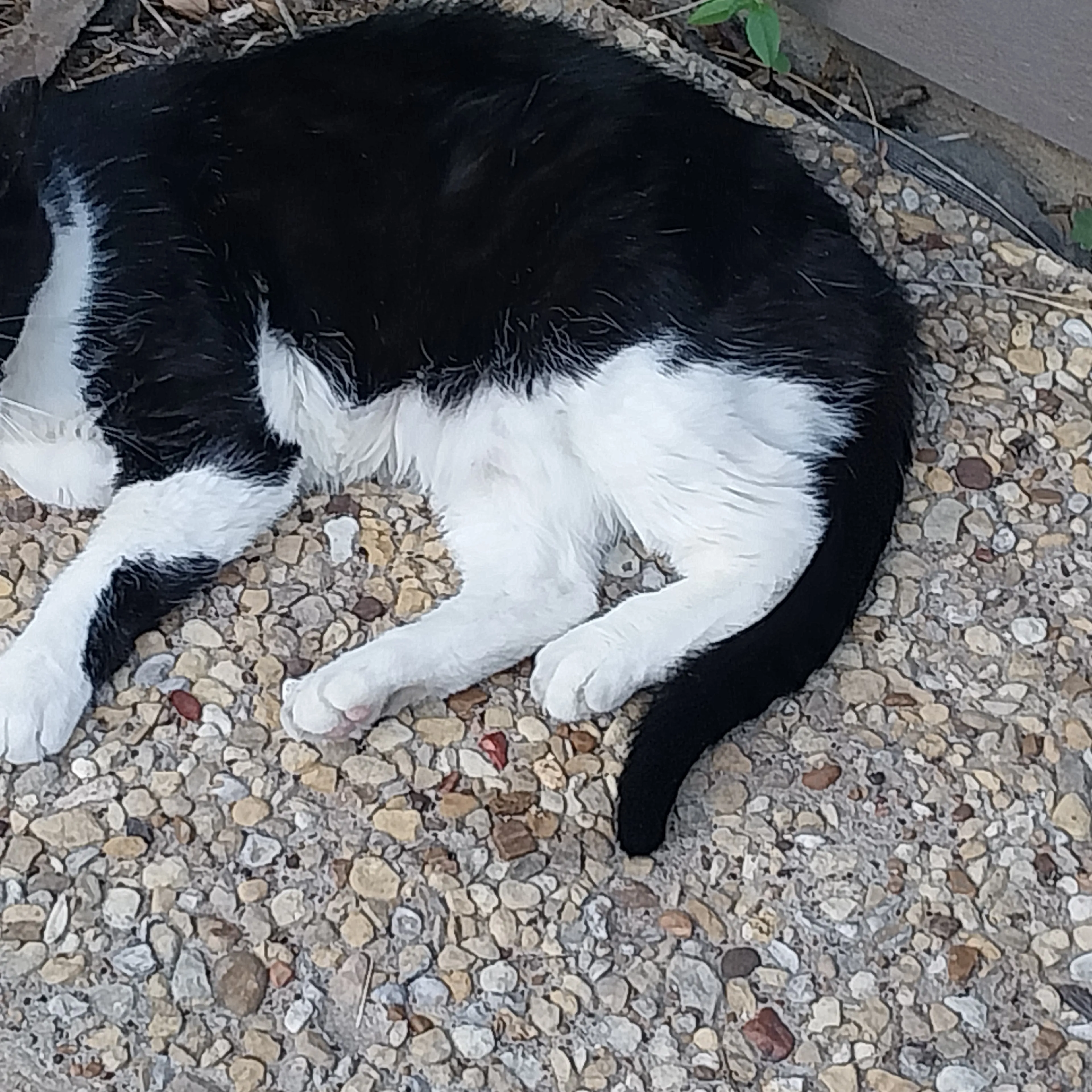 Lost pet-2