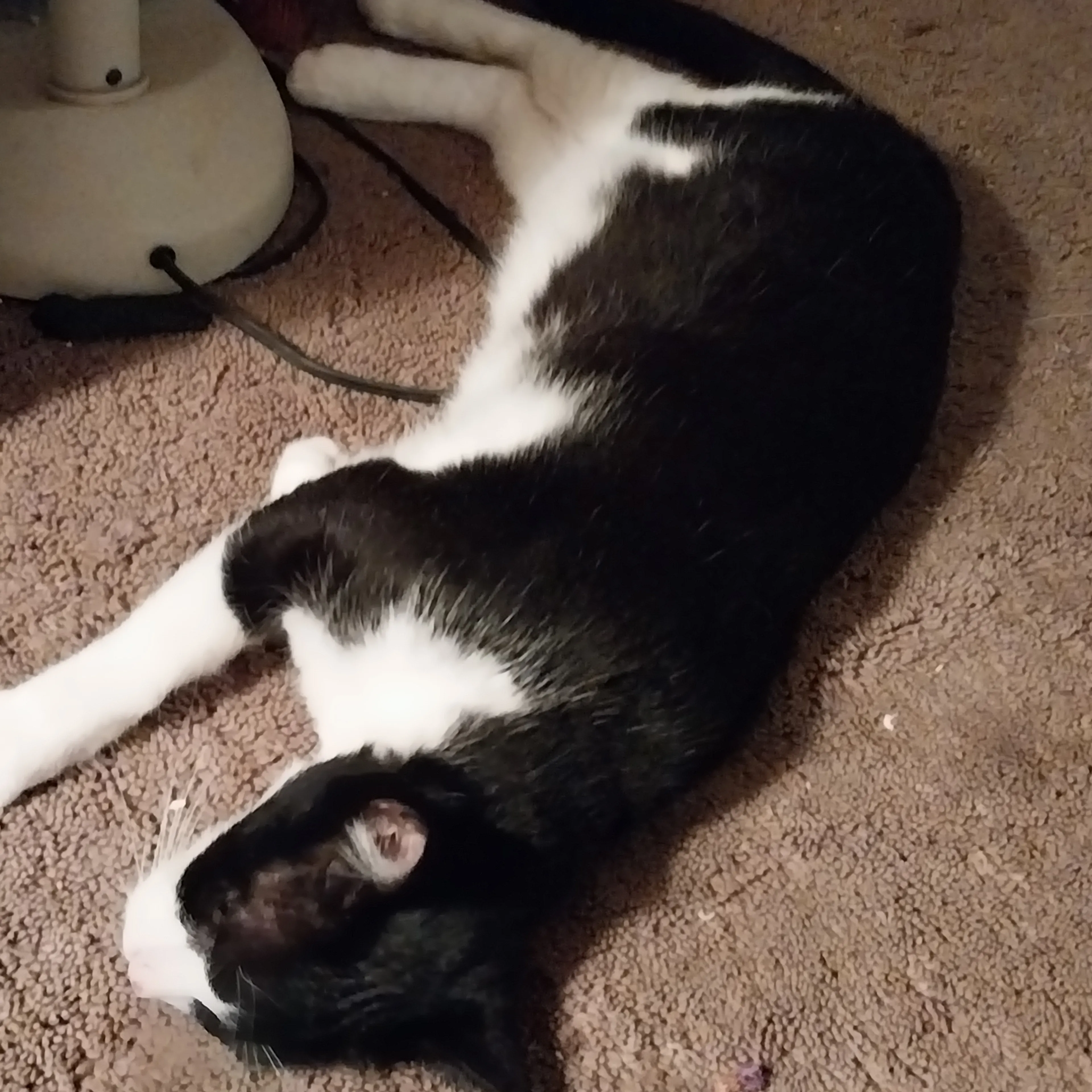 Lost pet-3