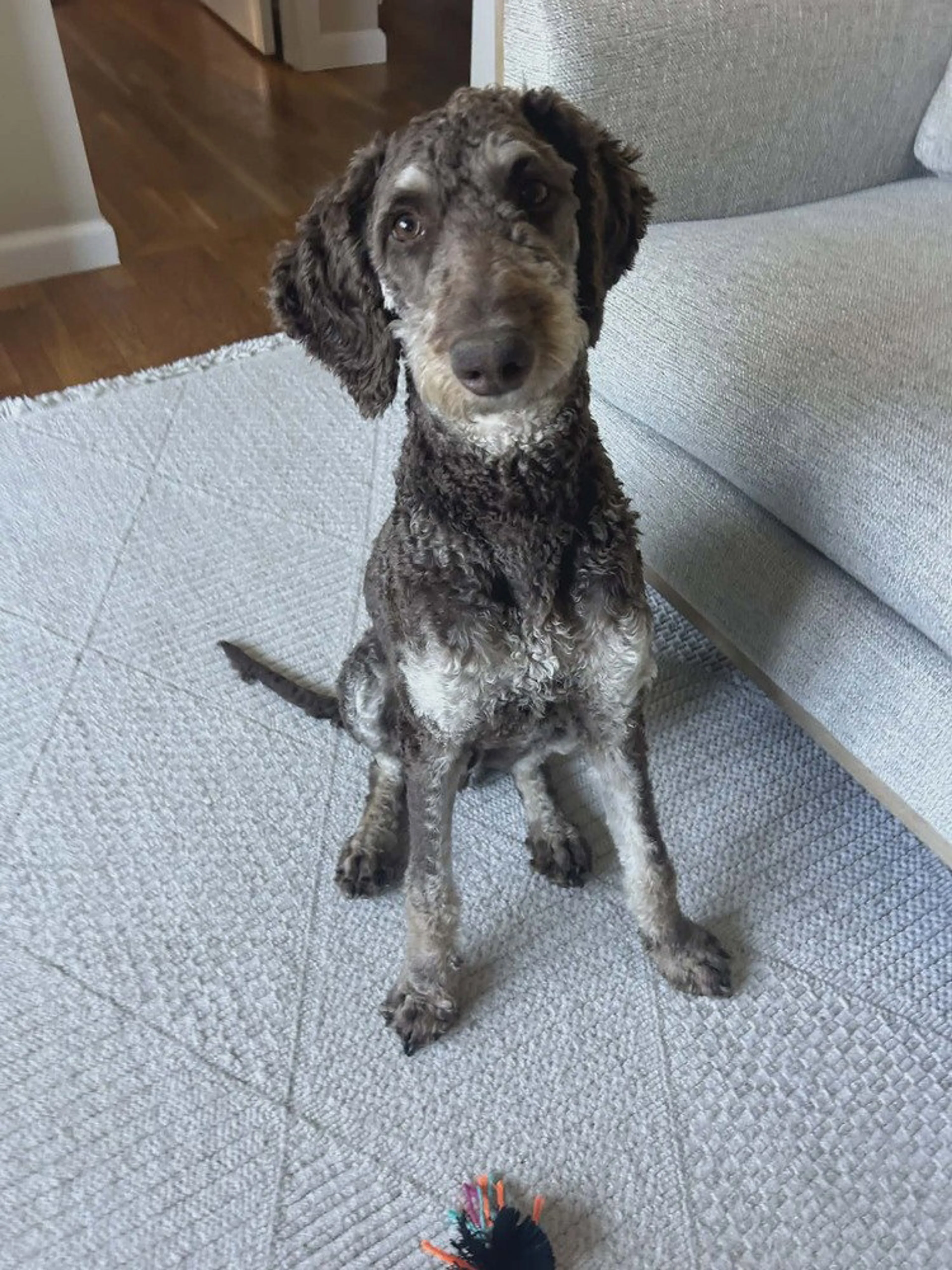 Found pet-0
