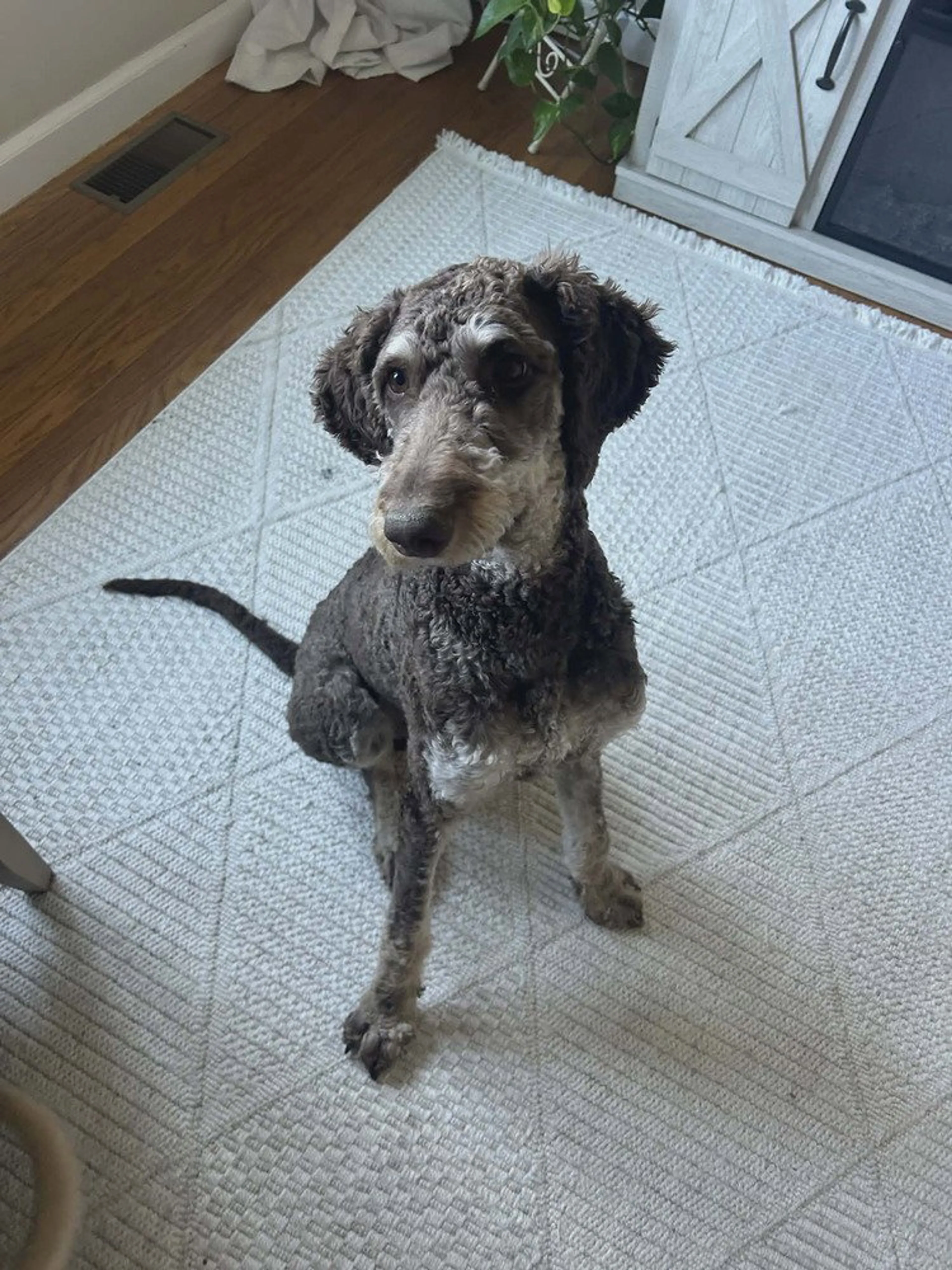 Found pet-2