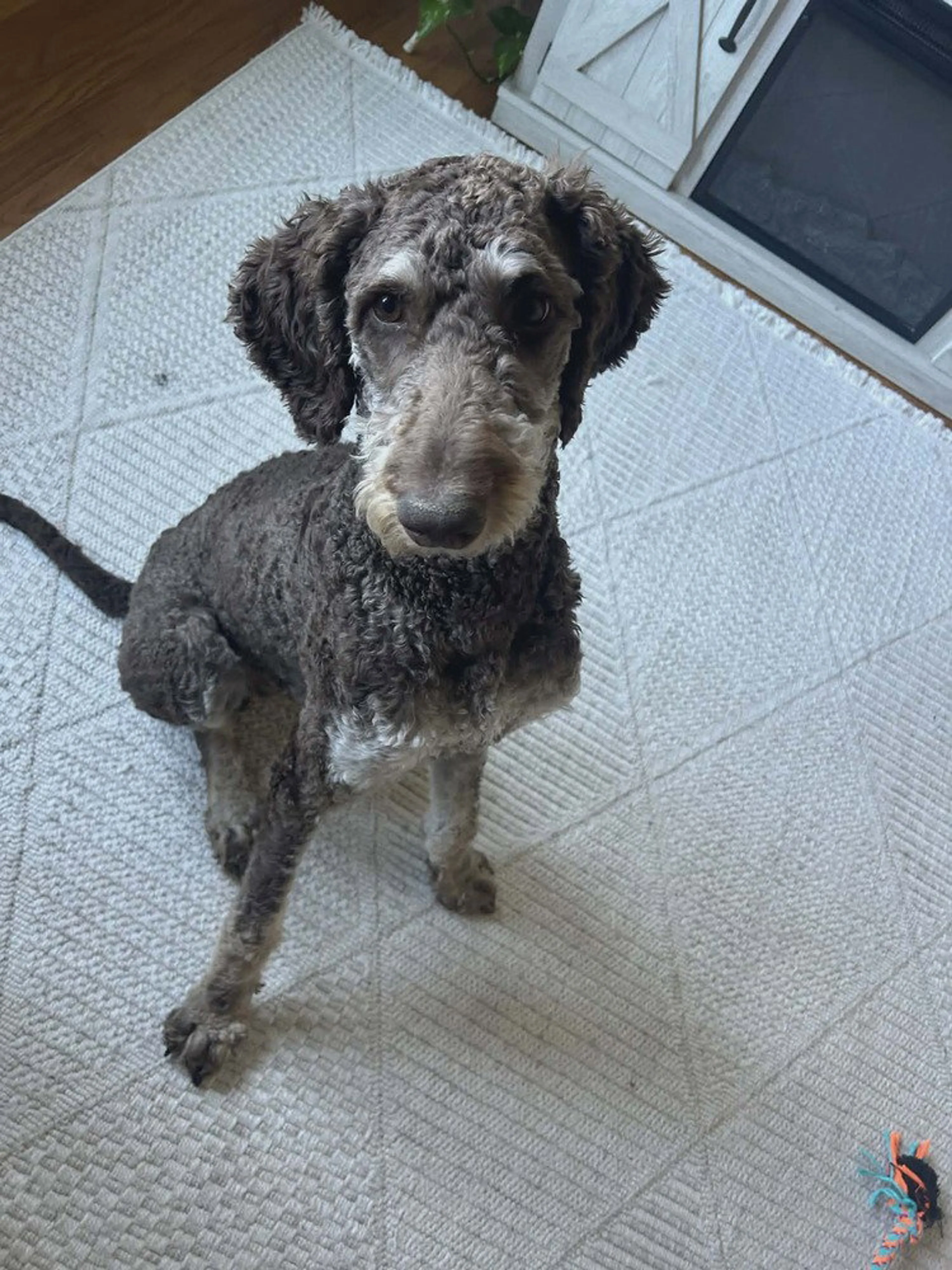 Found pet-3