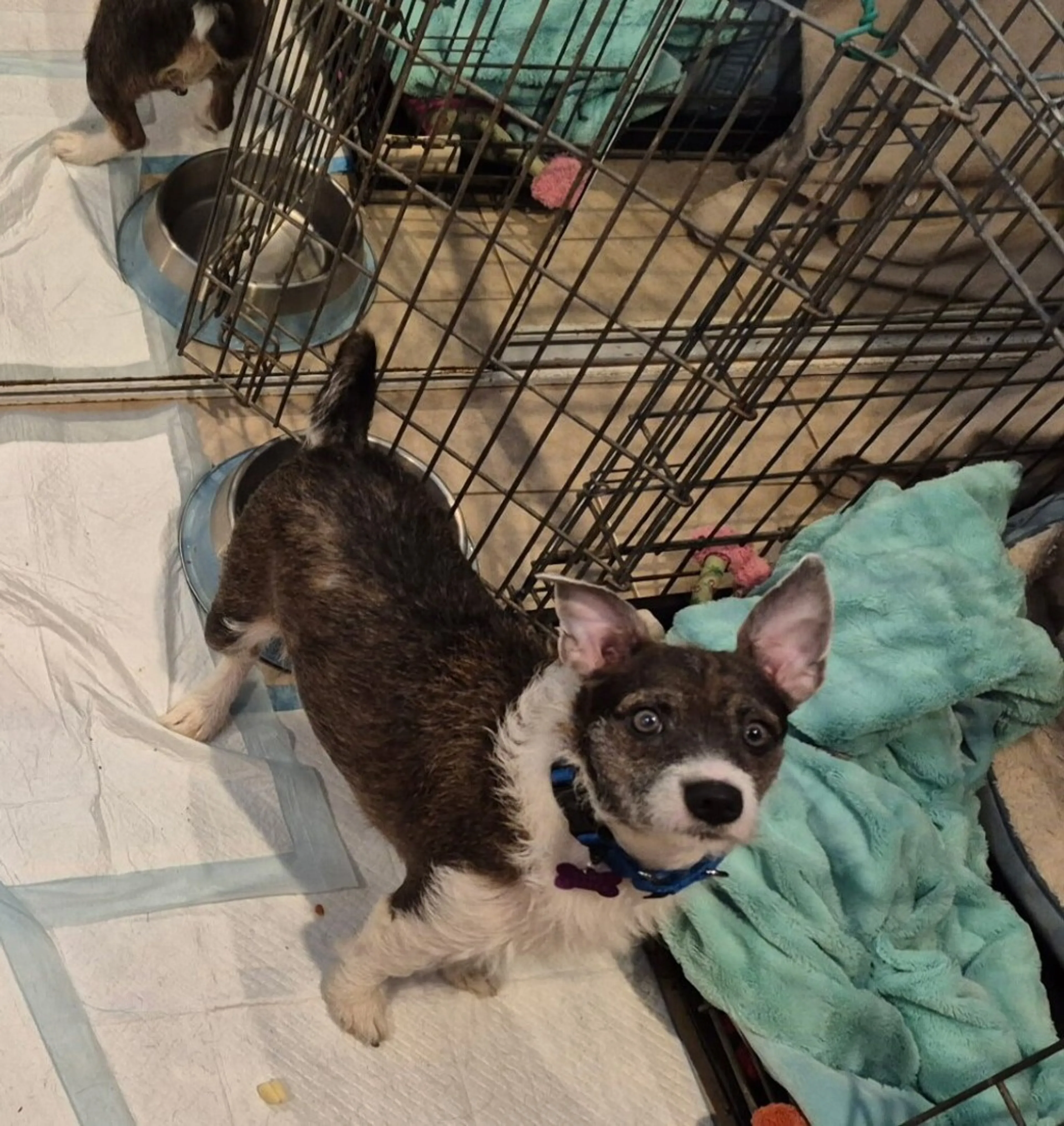 Found pet-1