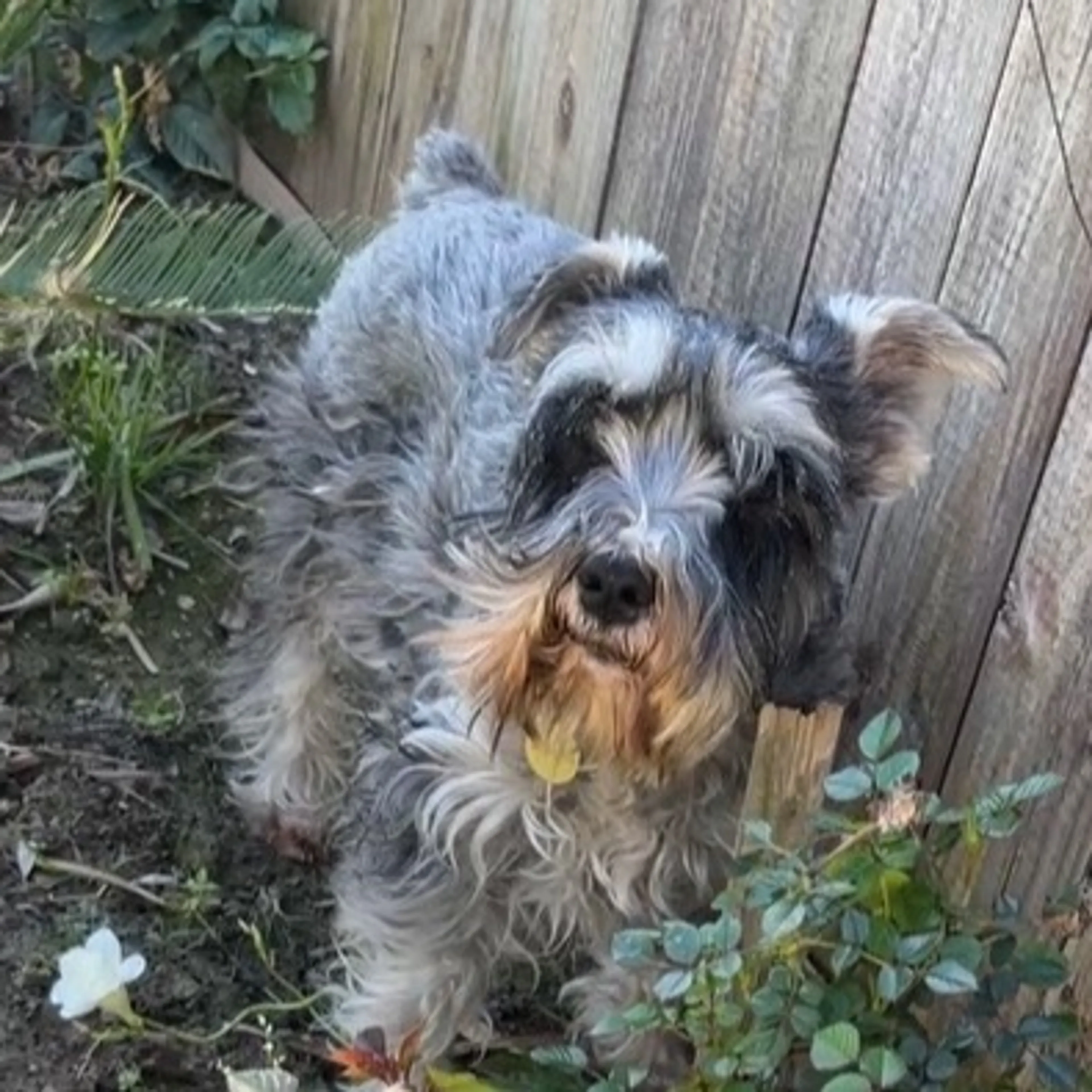 Lost pet-0