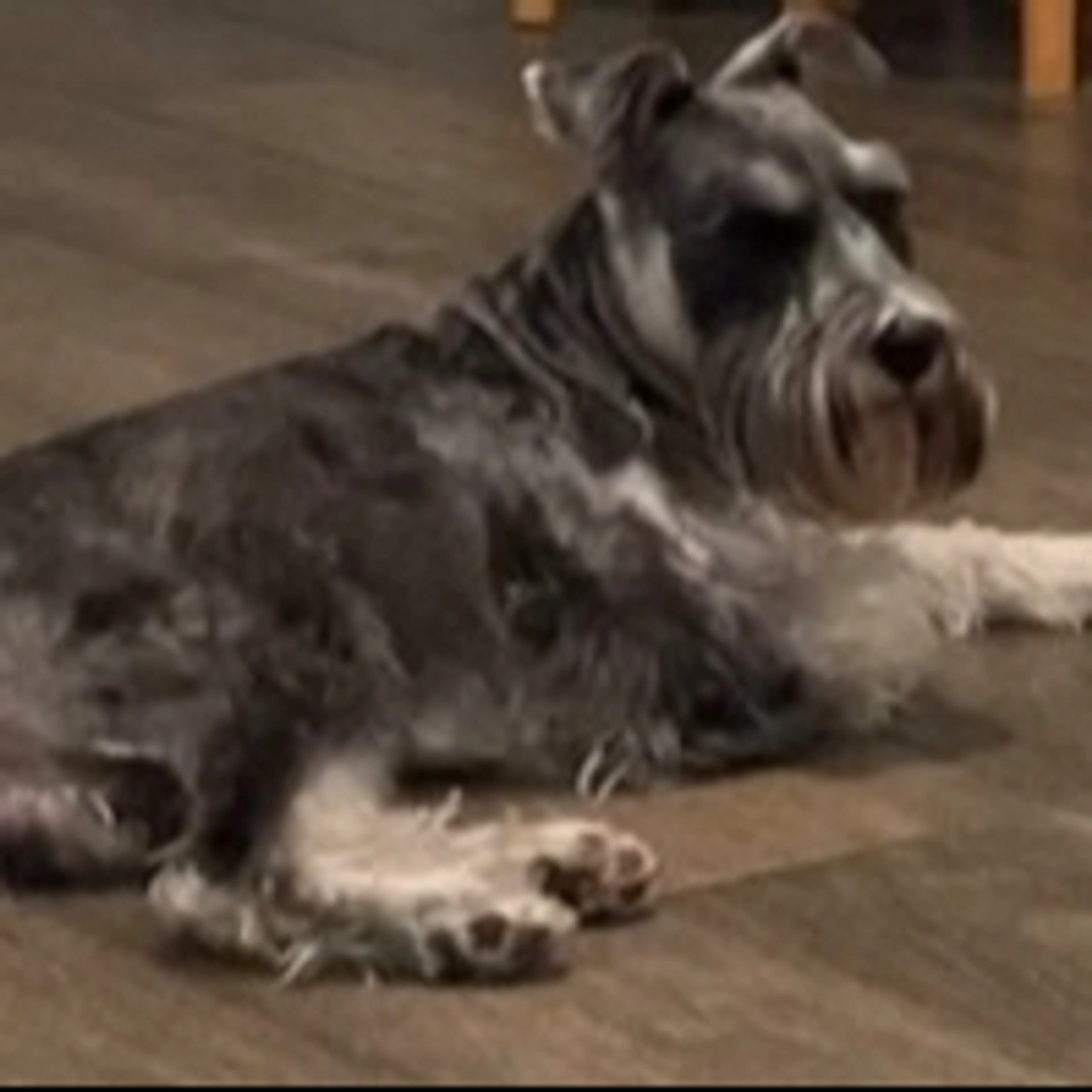 Lost pet-1