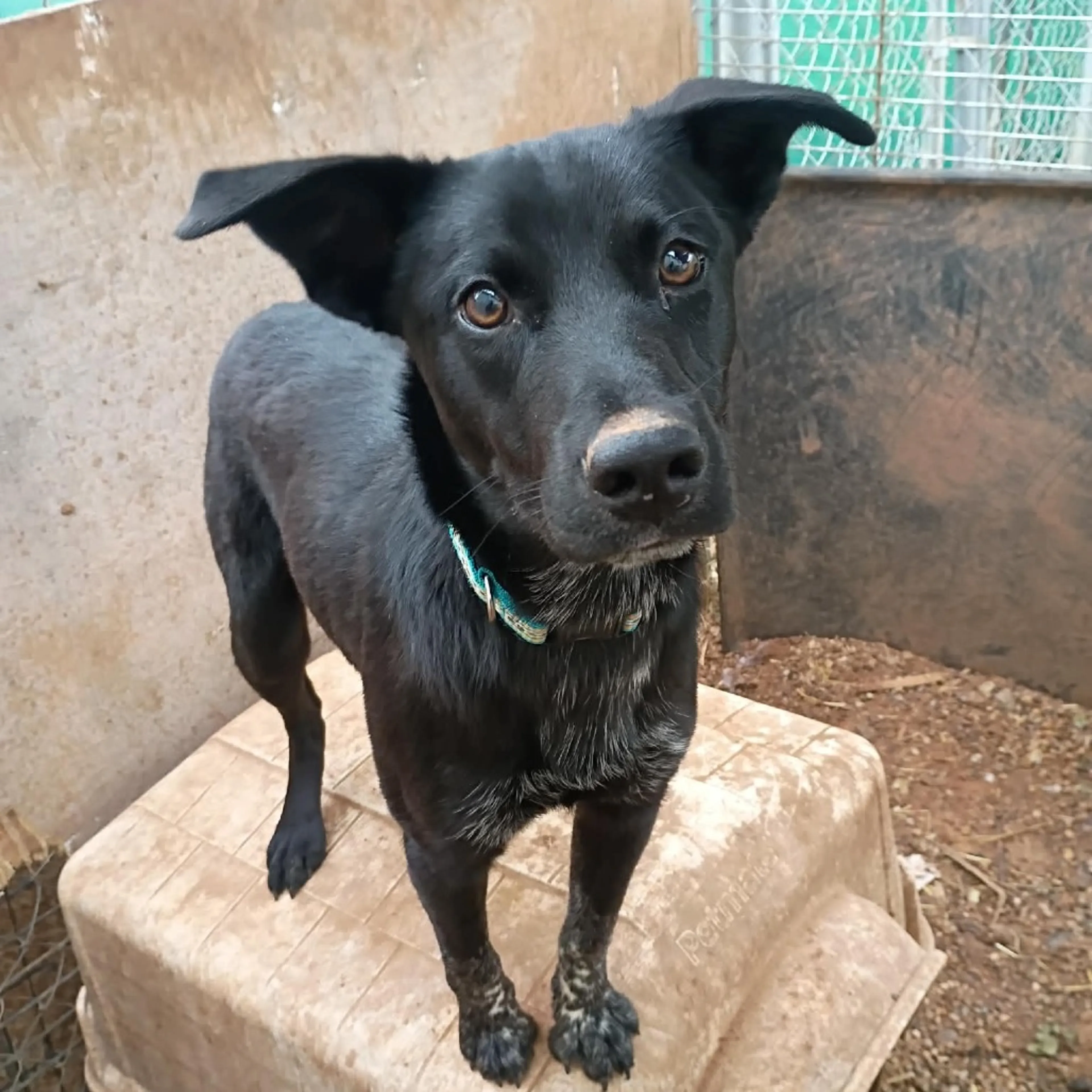 Found pet-2