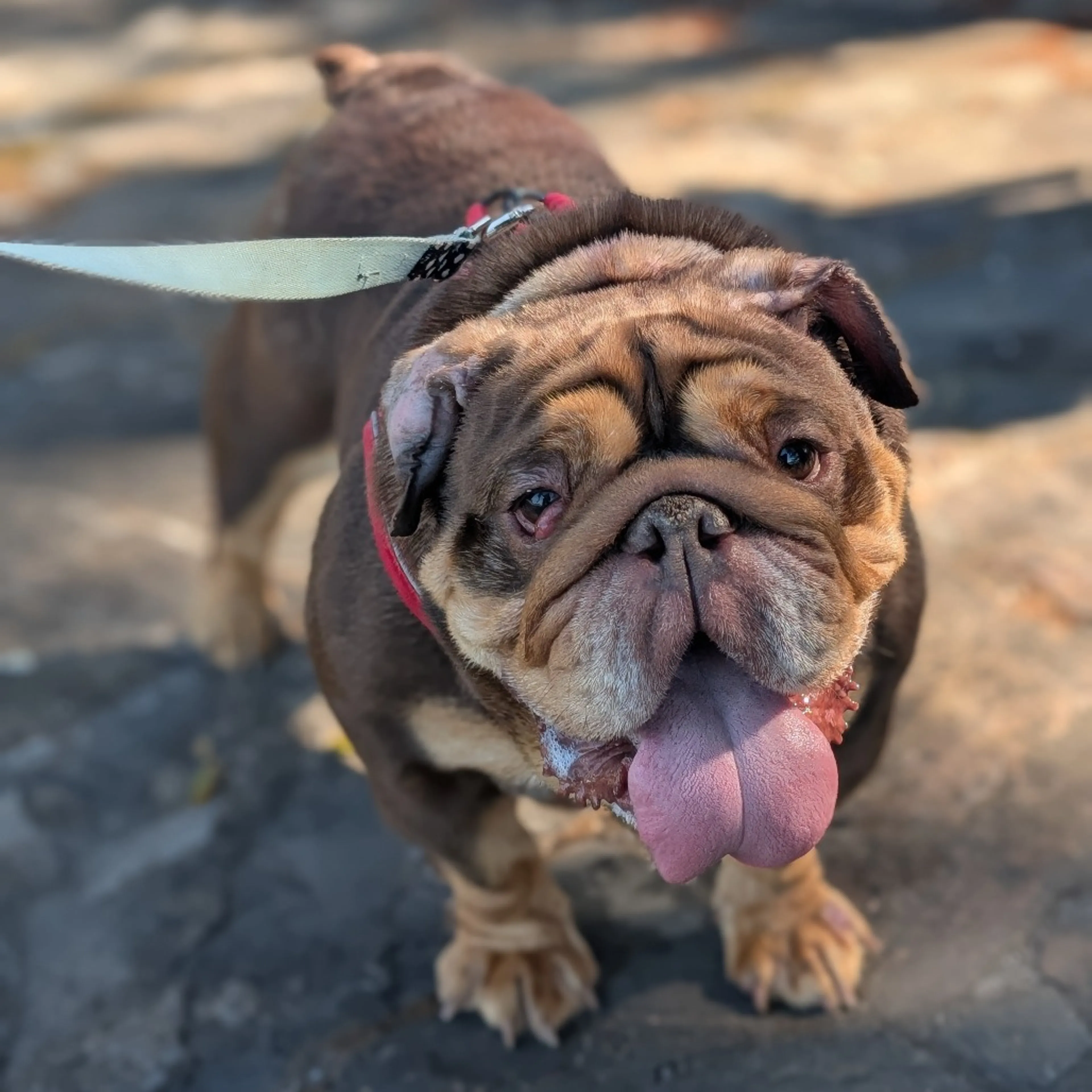 Found pet-3