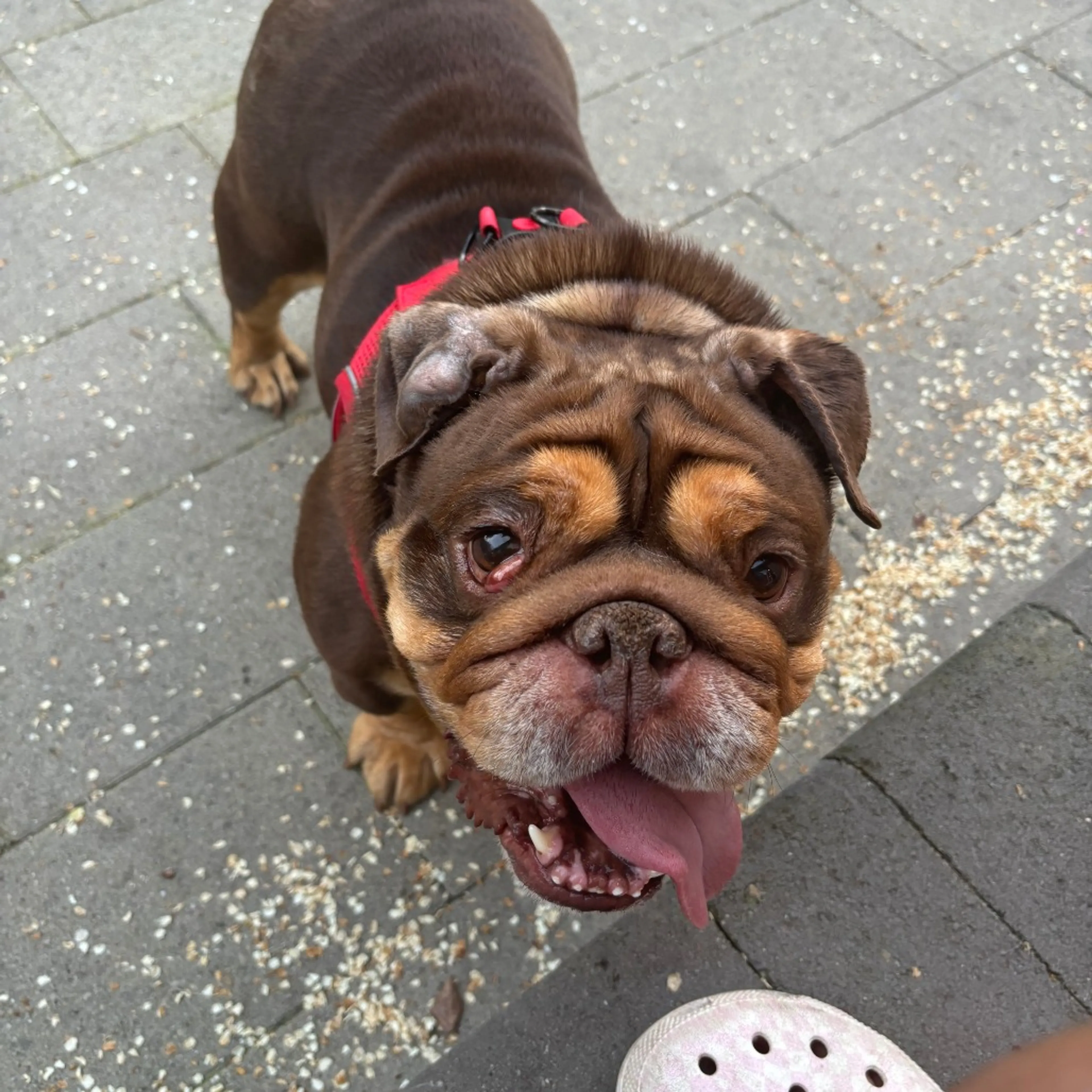 Found pet-7
