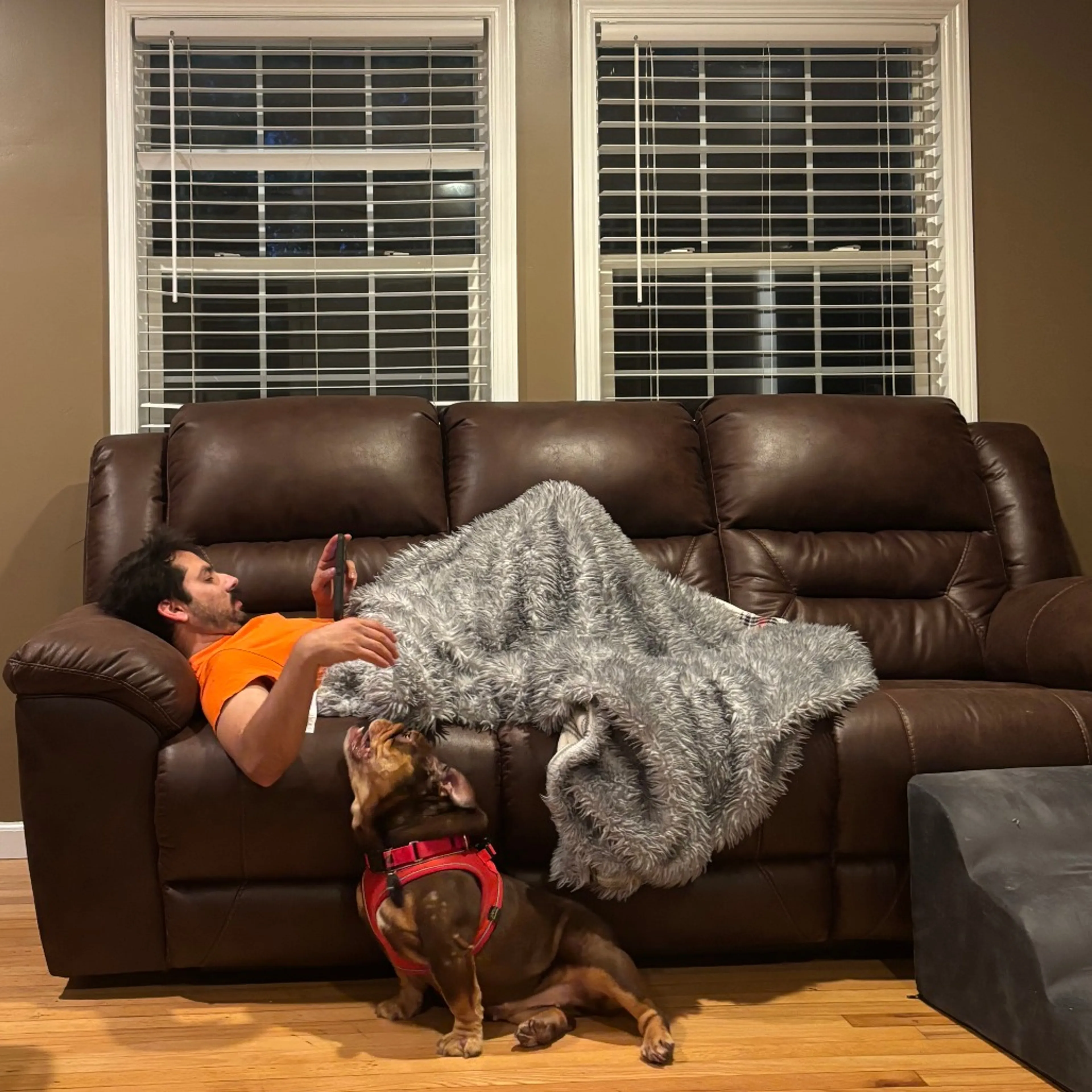 Found pet-6