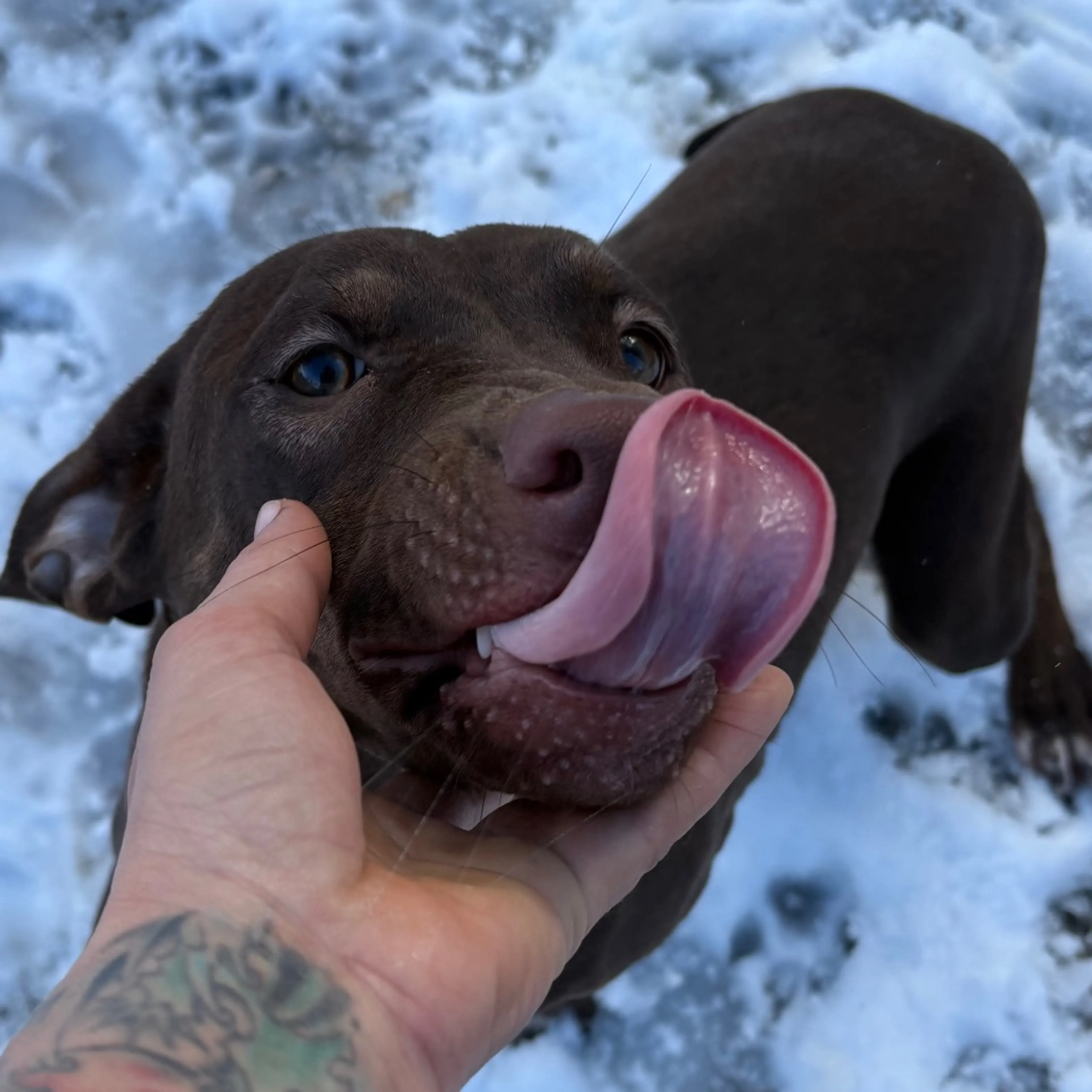 Found pet-3