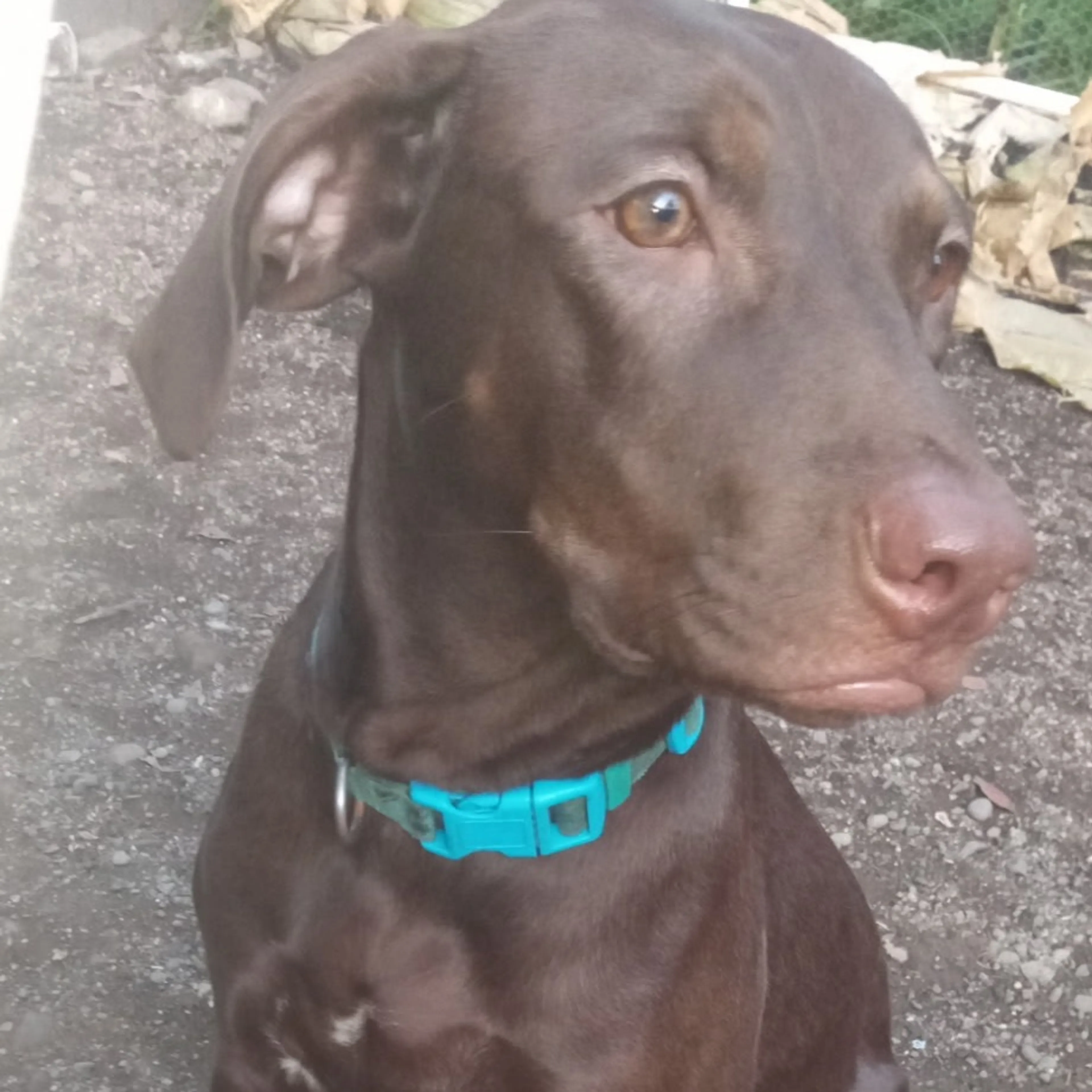 Found pet-1