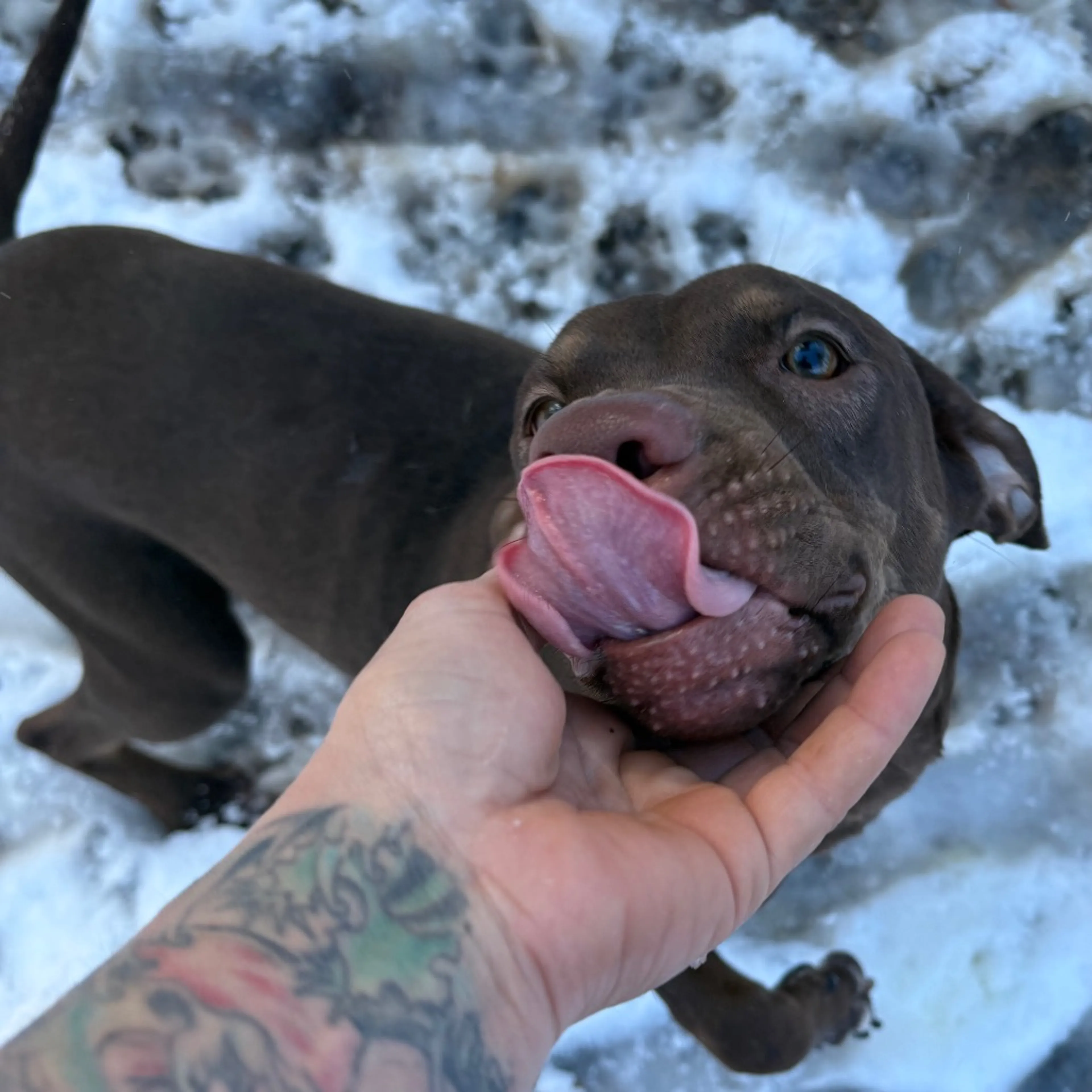 Found pet-2