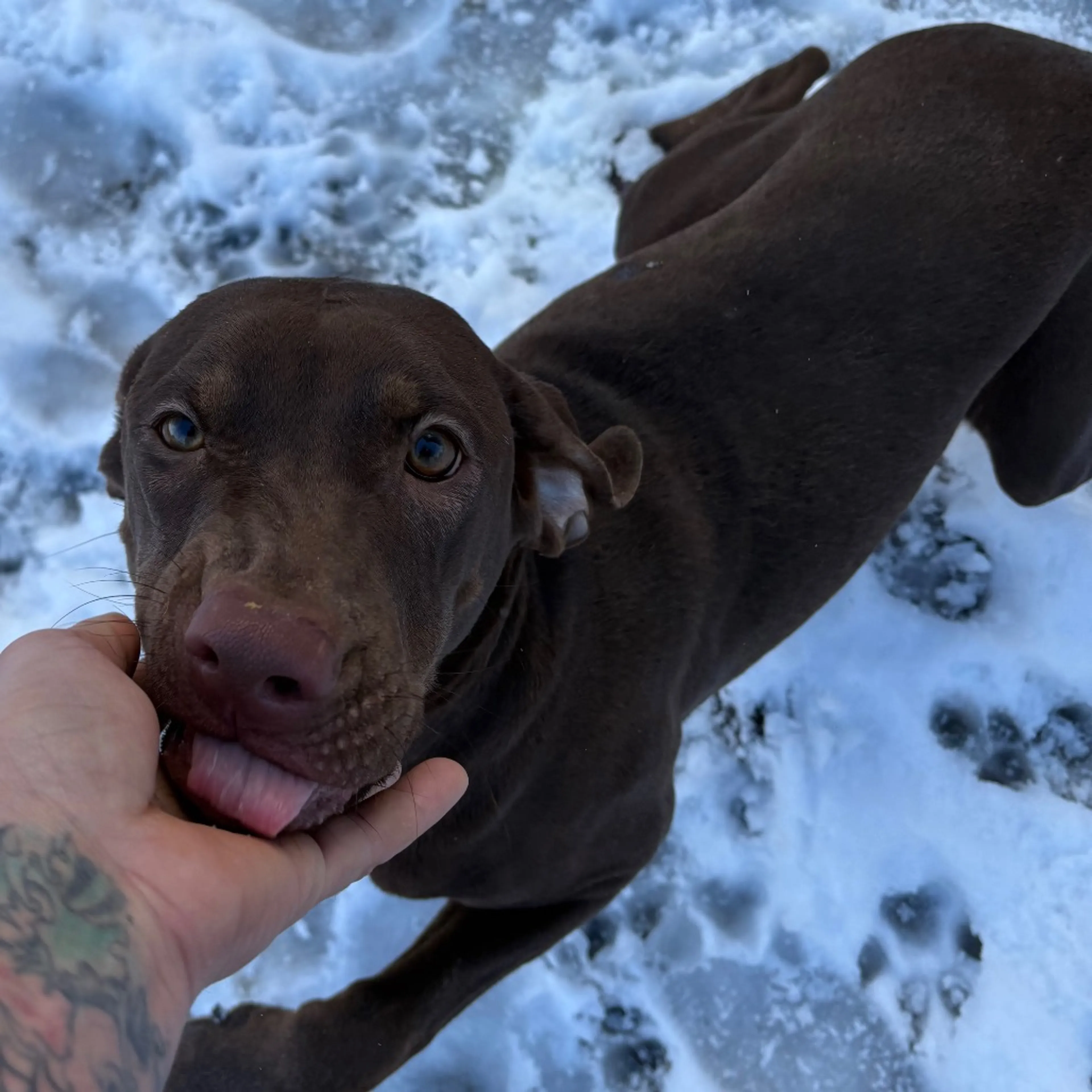 Found pet-4