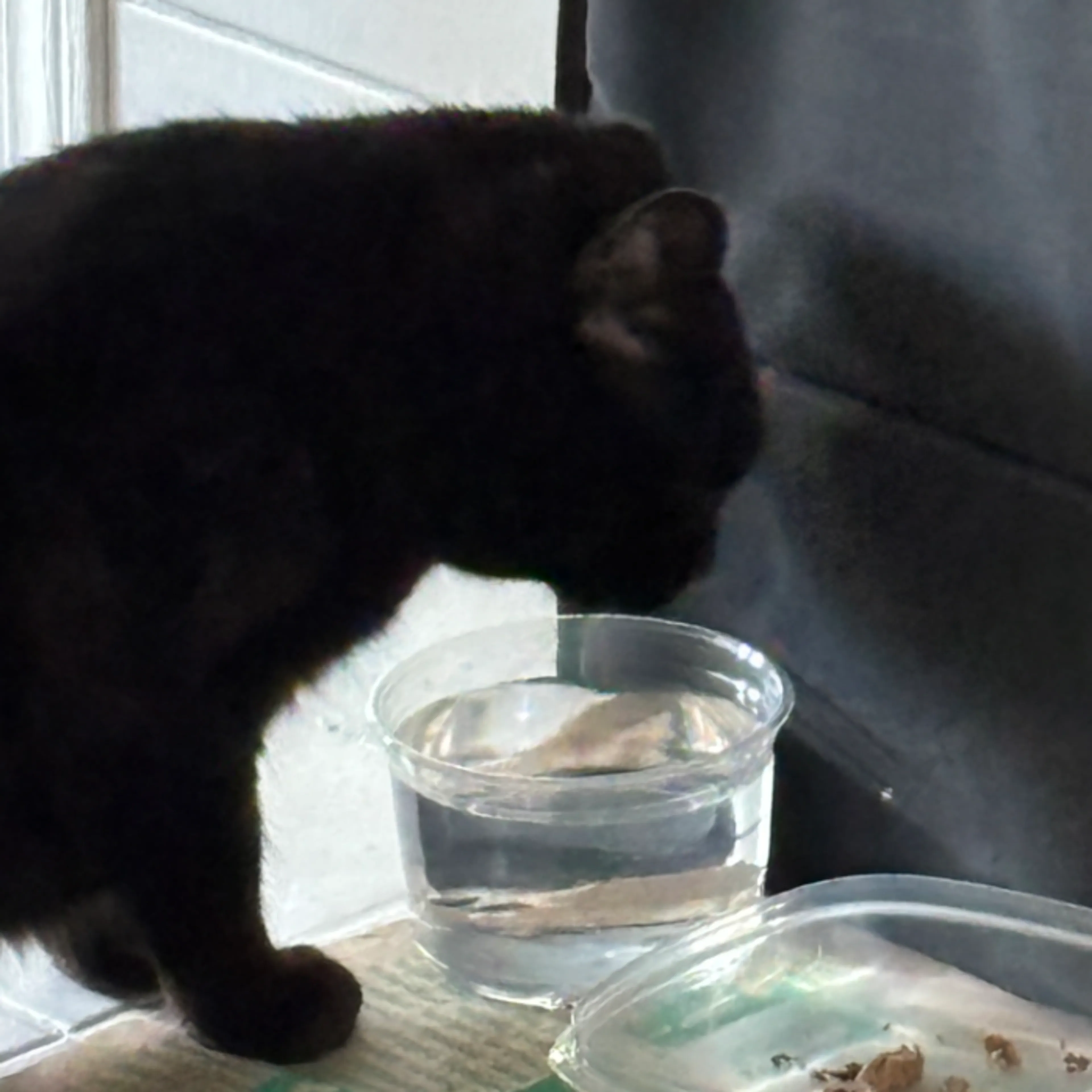 Found pet-7