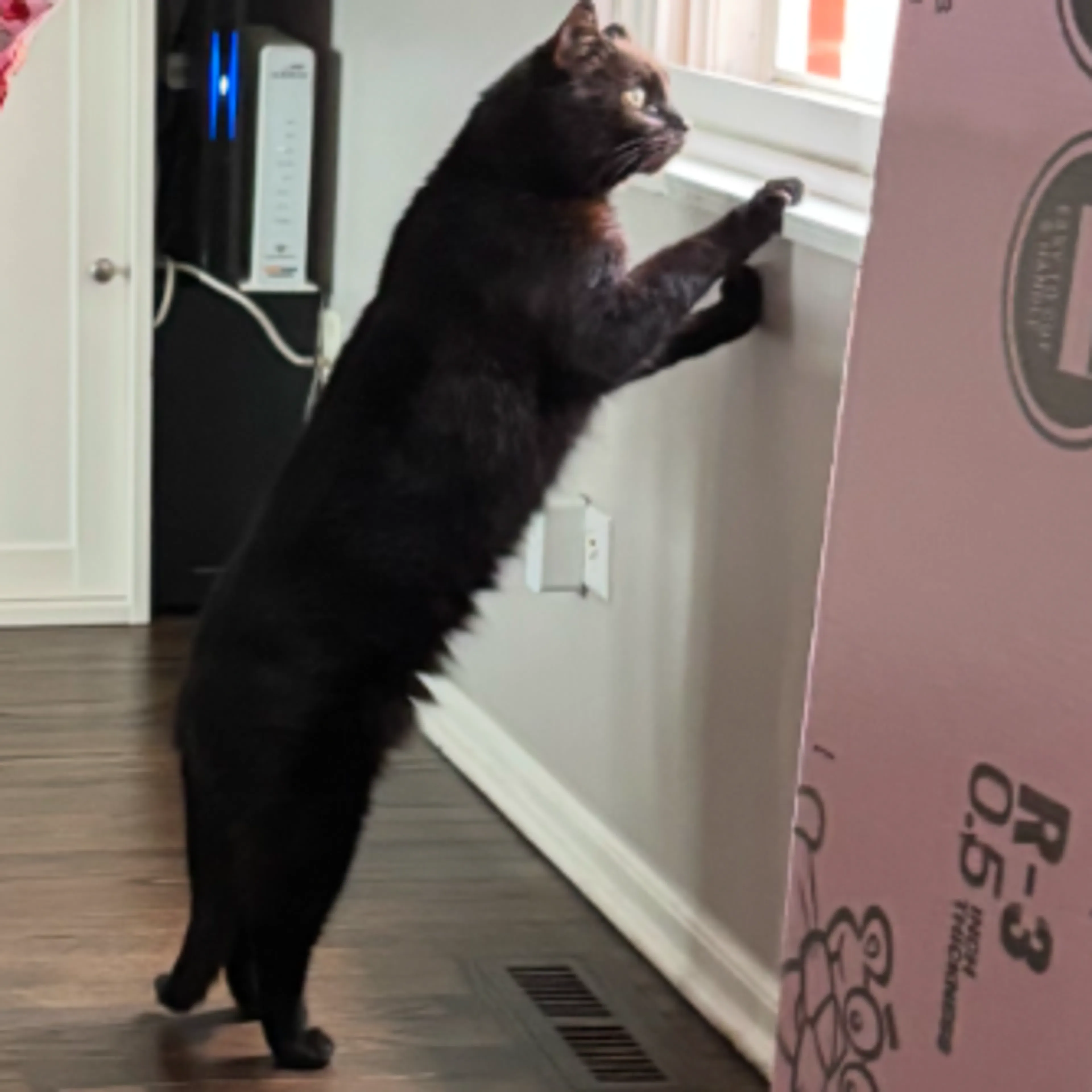 Found pet-6