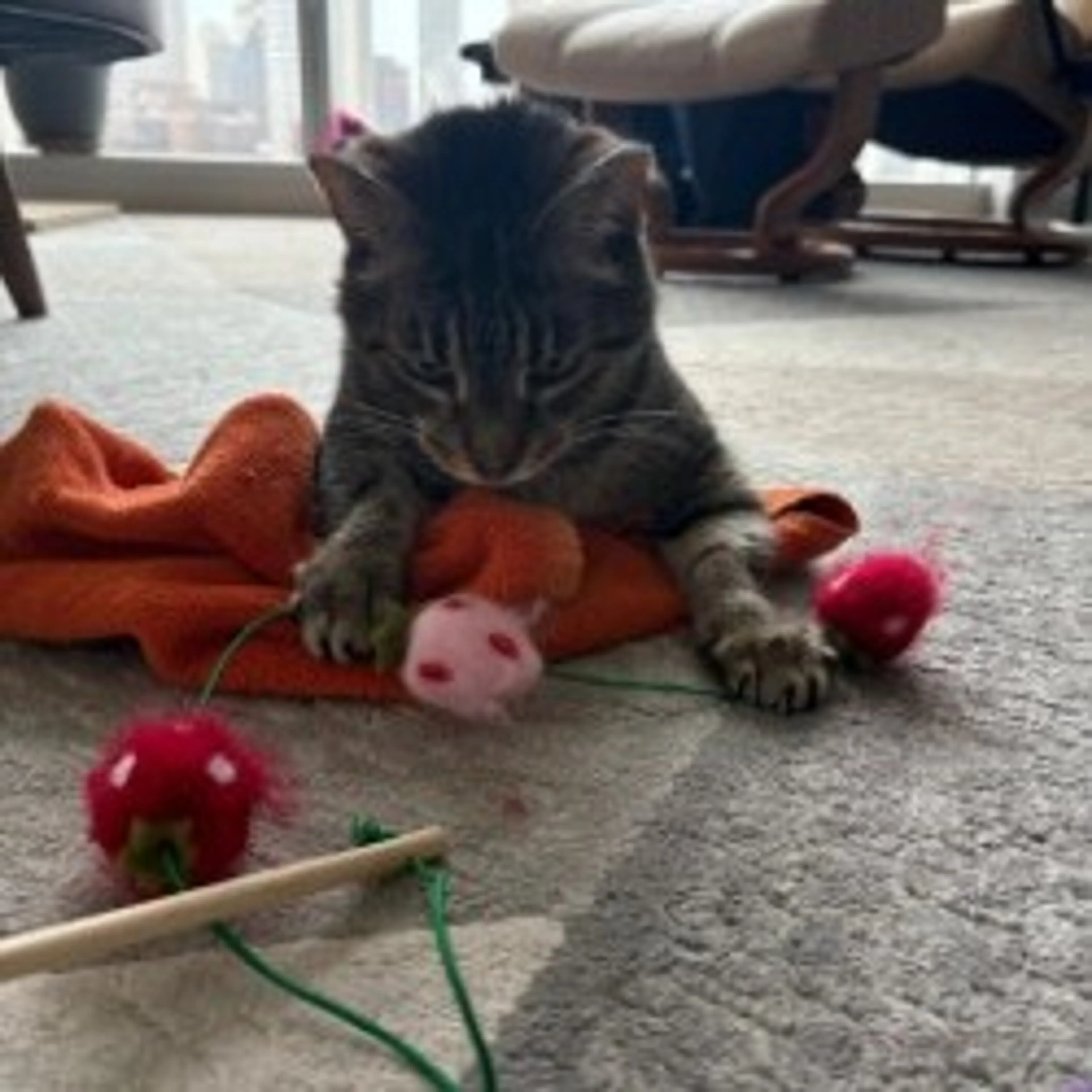 Found pet-3
