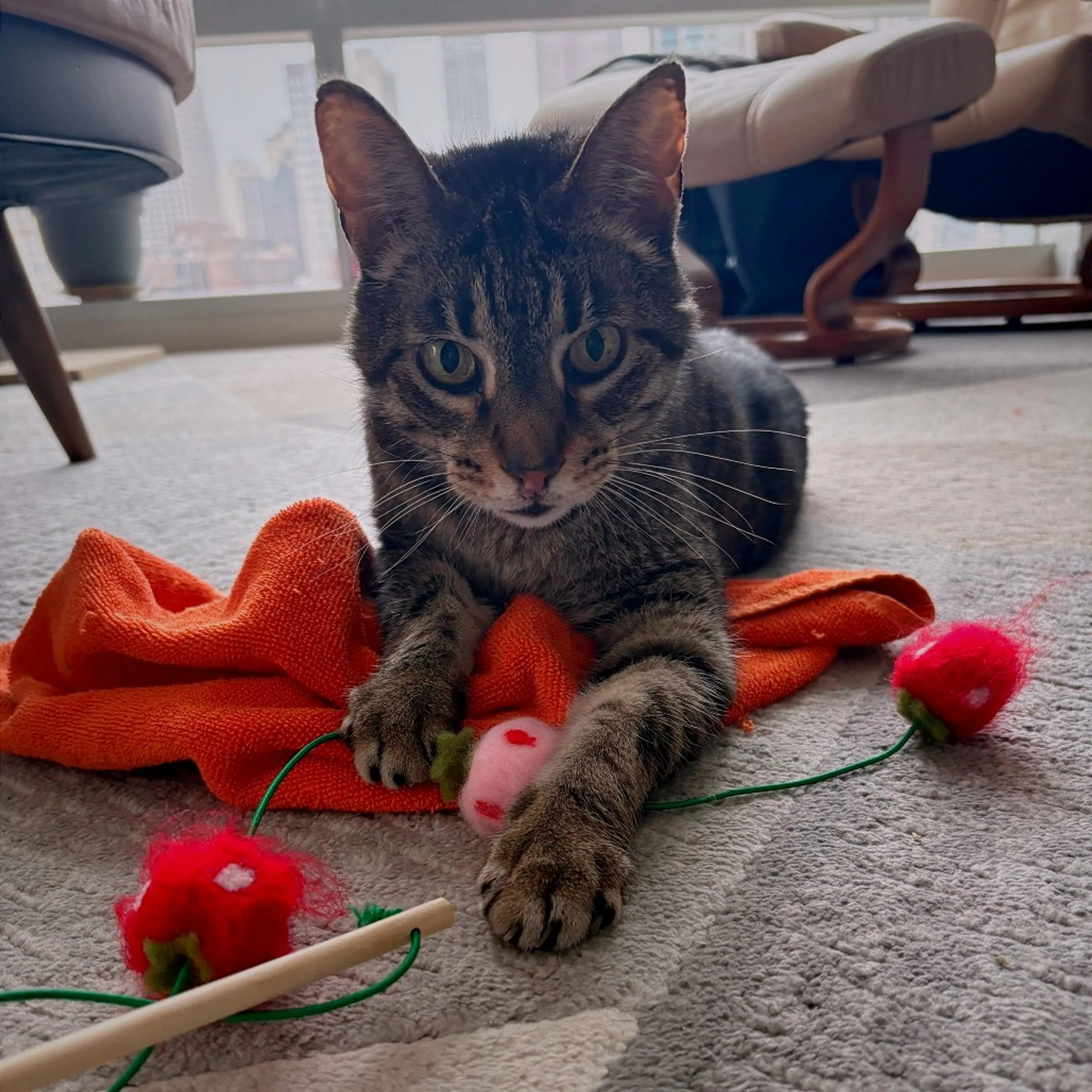 Found pet-0